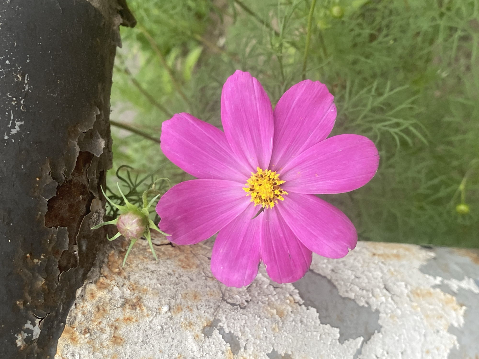 A vibrant pink cosmos flower with a yellow center is in full bloom, its petals spread wide. To the left of the flower is a developing bud with green sepals. The flower and bud are positioned against a backdrop of blurry green foliage. In the foreground, a rusty, weathered metal pole with chipped paint runs vertically along the left edge of the image. The scene appears to be outdoors, possibly in a park or garden within Poltava, Ukraine, suggested by the presence of urban infrastructure elements like the metal pole.