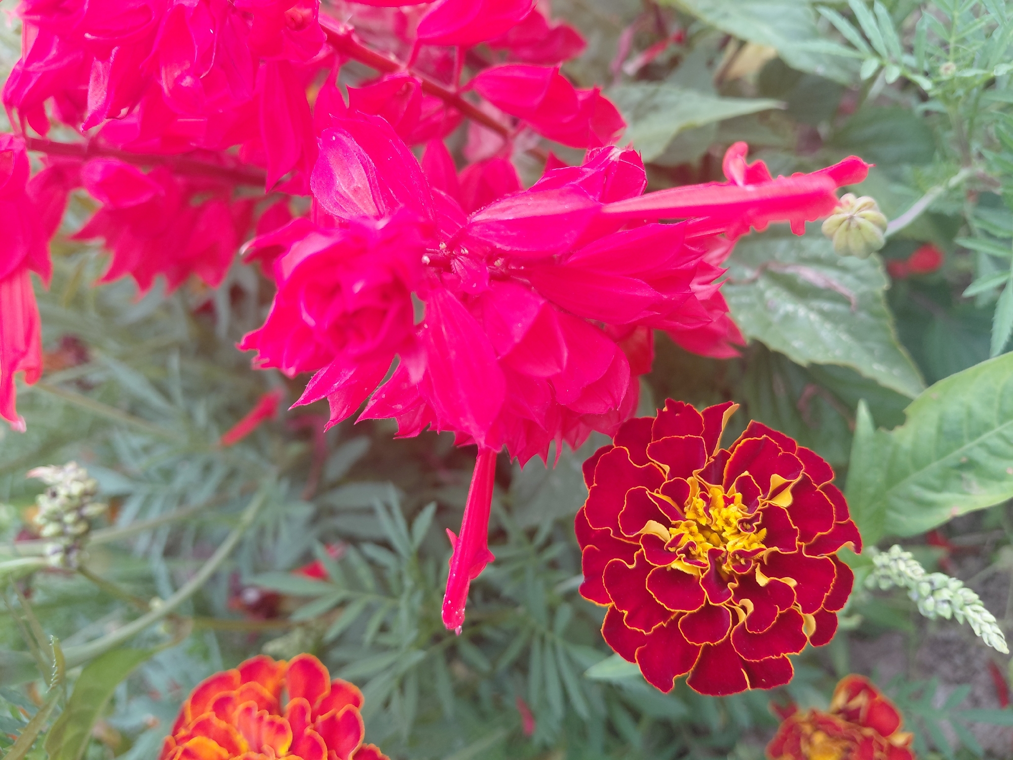 The image shows a close-up view of several flowers in what appears to be a garden. On the left, a single marigold flower is in focus. It has dark red petals with bright yellow edges, and its center is filled with tightly packed yellow and red florets. To the upper left, a partially visible marigold of a similar color is also present. Dominating the right side of the frame are bright fuchsia-colored flowers, possibly salvia, with multiple layers of ruffled petals. One of these flowers has a prominent stamen extending outwards, with a small droplet on its tip. The background consists of green foliage and other blurred flowers, suggesting a natural, outdoor setting. There are no people or discernible structures from Malinovka, Russia, visible in the image. The lighting suggests it is daytime, with a soft, natural light illuminating the blossoms.