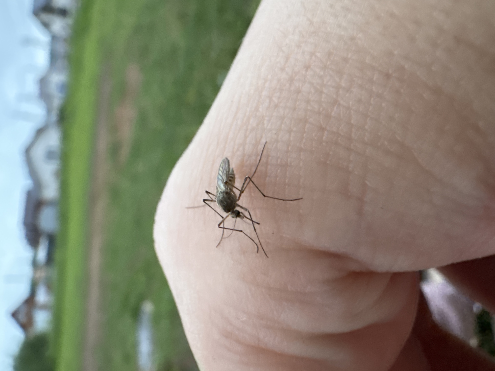 A mosquito, approximately 5-7mm in length, with a dark grey segmented body and translucent wings exhibiting visible venation, is positioned dorsally on a human hand. Six slender legs are observed splayed on the skin surface. The mosquito's proboscis is directed towards the skin, suggesting potential feeding or probing activity. The hand displays a light skin tone with visible creases, pores, and knuckle definition. The immediate background features a softly blurred expanse of green grass. Beyond the grass, multiple residential structures with varying roof shapes and light-colored facades are visible, indistinct due to shallow depth of field. The sky above is uniformly light, indicating an overcast condition. The scene is situated outdoors in the city of Ферма, Russia.