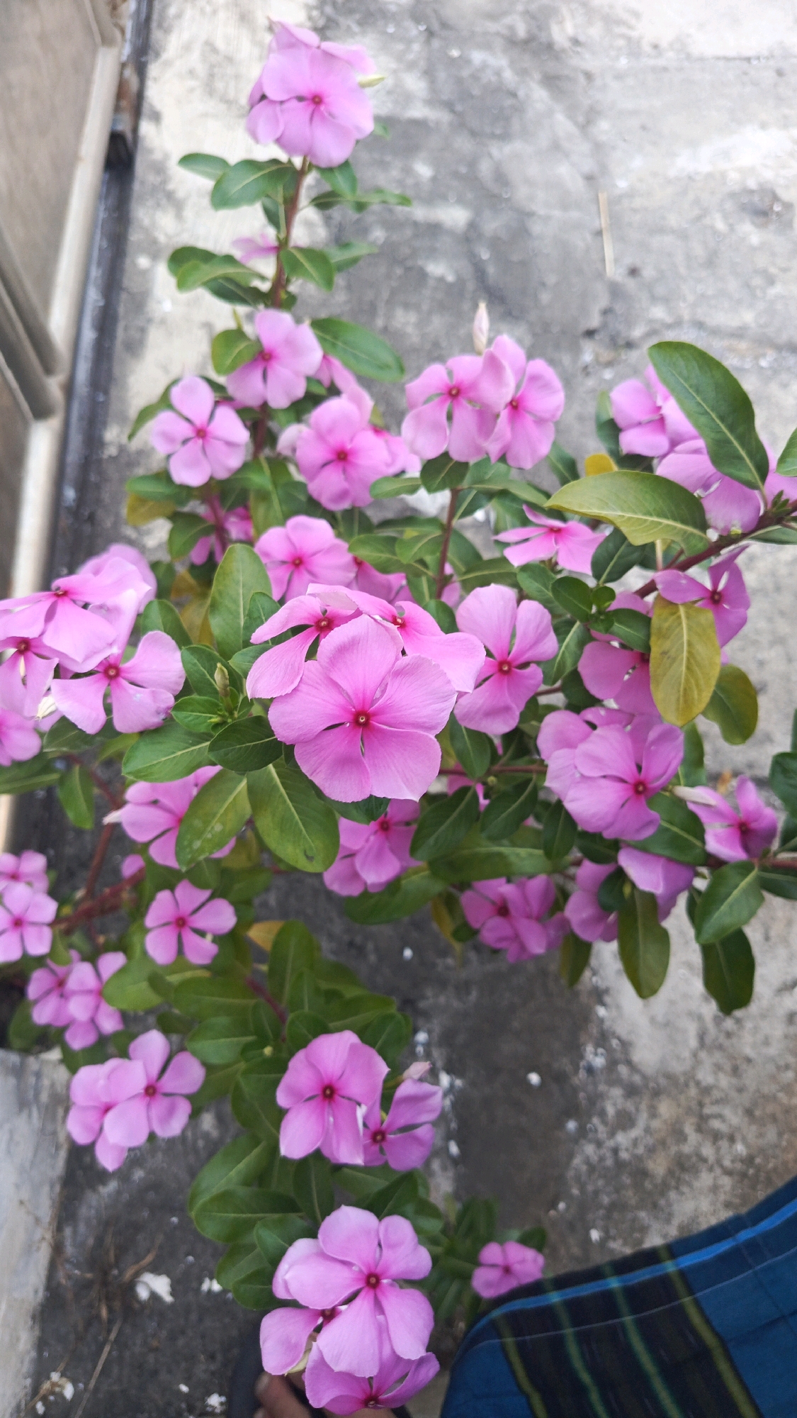 A vertical, close-up, eye-level, outdoor shot shows a plant with multiple pink flowers and green leaves against a textured gray concrete wall. The plant, likely a Vinca, exhibits several blooming flowers, each with five petals and a darker pink center. The leaves are ovular and a vibrant green. The background is a rough, weathered concrete surface, with some dry debris visible on the ground near the bottom left. A portion of a blue and green checkered fabric is visible in the lower right corner. The scene appears to be a casual arrangement, possibly in a residential garden or on a balcony in Patihan Wetan, Indonesia.