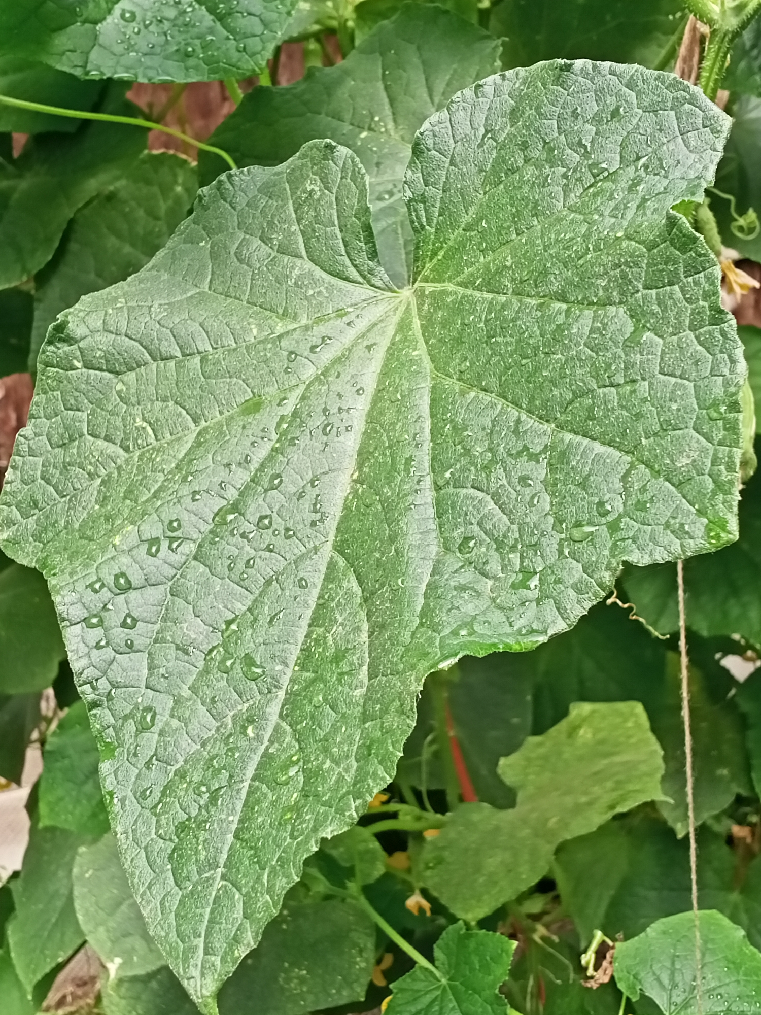 A close-up, eye-level shot features a large, green, textured cucumber leaf in the foreground, covered in numerous small water droplets. The leaf has a rough, almost pebbled surface with distinct veins. Its edges are irregular and slightly tattered in places. Behind this dominant leaf, other green cucumber leaves are visible, creating a dense foliage background. A thin, brown string is present on the right side of the image, running vertically. The overall setting appears to be an outdoor garden. The image is devoid of any human presence or specific urban landmarks, making it impossible to determine its exact location within Sokuluk, Kyrgyzstan.
