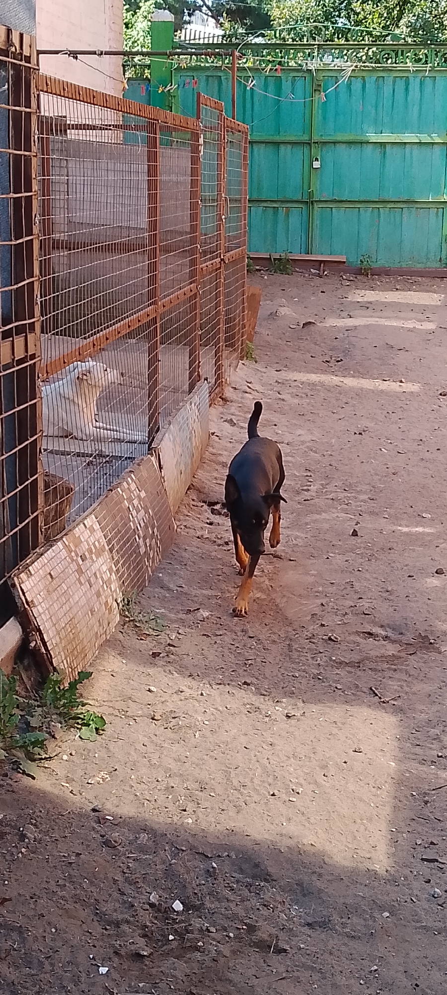 In Belgorod, Russia, a black and tan dog is walking away from the camera on a dirt path. The dog is medium-sized, with a sleek coat and pointed ears. Its tail is held high, curved over its back. The dog is walking past a chain-link fence, which is rusted and appears to be old. Behind the fence, there is a white dog lying down in an enclosure. The enclosure is made of concrete and has a metal grate. Beyond the fence, there is a turquoise corrugated metal fence. The ground is covered in dirt and gravel, with some patches of green weeds growing along the base of the chain-link fence. The scene appears to be an outdoor dog enclosure or kennel area.