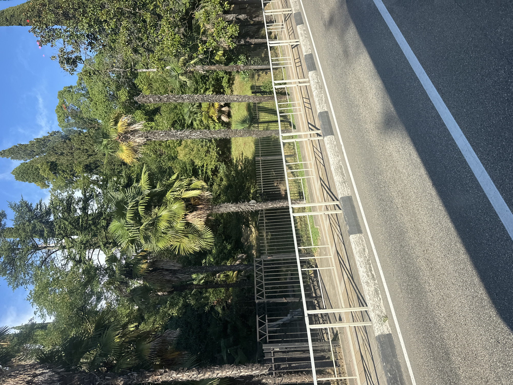 A paved road runs diagonally from the lower left to the upper right of the frame, bordered by a white railing and sidewalk. Beyond the railing, a dark metal fence encloses a grassy area with scattered palm trees and dense green foliage. The background is filled with a variety of tall trees, some with characteristic evergreen shapes and others resembling cypresses, under a clear blue sky with scattered white clouds. The scene suggests a sunny day in a subtropical climate, likely in Sochi, Russia, known for its coastal vegetation and resort atmosphere.