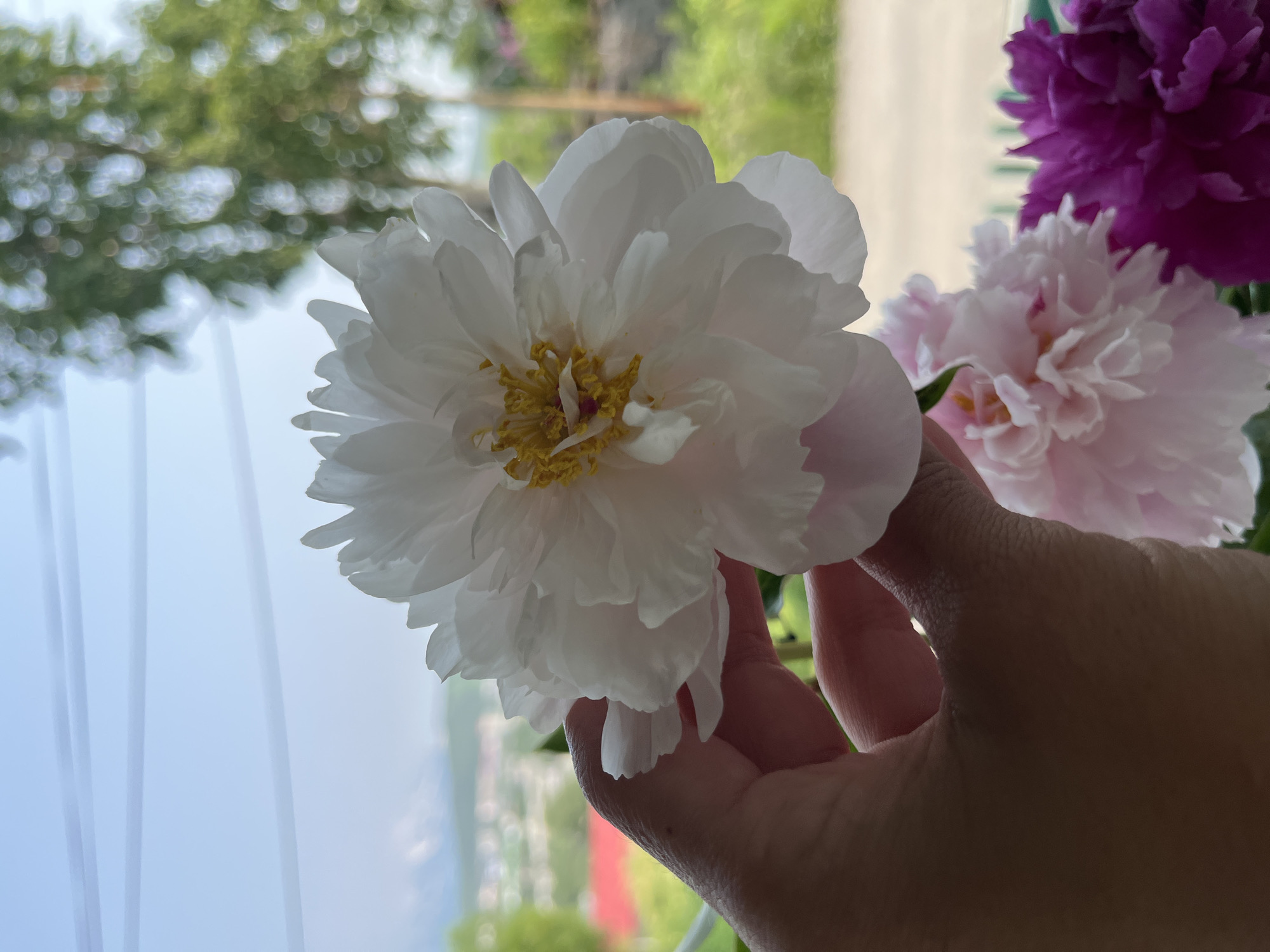 An extreme close-up shot captures a person's hand gently holding a white peony bloom. The flower is lush and full, with delicate, layered petals. In the background, out of focus, are other peonies in shades of pink and deep purple, suggesting a bouquet. Beyond the flowers, a blurred landscape unfolds, hinting at an outdoor setting. The sky above is a pale blue, streaked with horizontal lines that could be clouds or wires. The presence of trees and a distant, hazy view of buildings indicates the scene is set within a city environment, likely in Petropavlovsk-Kamchatsky, Russia, given the overall aesthetic and lighting.