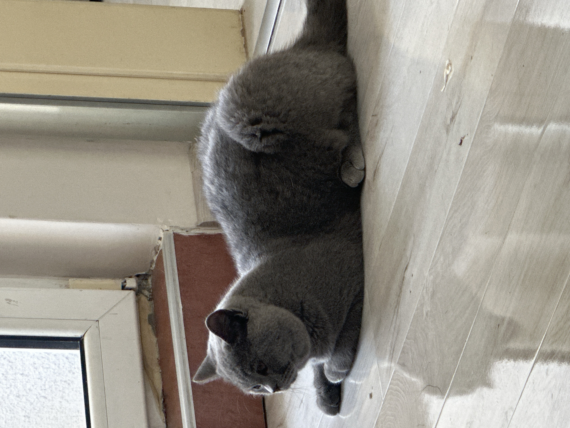 A gray cat is curled up on a wooden floor. The cat is facing away from the camera, and its head is tilted down. The cat's fur is short and dense, and its eyes are closed. The floor is made of light-colored wood, and there are some shadows on the floor. The lighting in the room is natural, and the time of day appears to be daytime. The scene is a domestic setting, possibly a home. The cat appears relaxed and comfortable. There are no people visible in the image. The image is a still photograph and no activity is taking place beyond the cat resting.