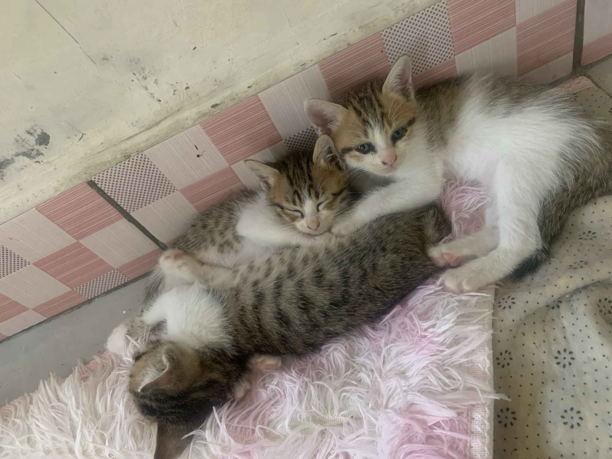 Three kittens are observed resting indoors in Tanjungsepreh, Indonesia. One tabby kitten, displaying brown and grey stripes with white fur on its underside, is positioned on its back on a pink and white fluffy blanket, its head oriented towards the top-left of the frame. Adjacent to it, a second kitten, featuring a mix of brown, orange/tan, and white fur, is nestled against the tabby with its eyes closed, appearing to be asleep. A third kitten, with similar brown, orange/tan, and white markings and a prominent white belly, lies to the right of the other two, facing the viewer with its blue-grey eyes open and its front paws extended.
The immediate surface beneath the kittens transitions from the pink and white fluffy blanket to a light-colored sheet with a subtle dark floral or dotted pattern. To the right of the kittens, a tiled surface is visible, composed of light pink tiles with vertical striped patterns and some solid light pink tiles, separated by dark grey grout lines. Above this tiled section, a rough, light-colored concrete or plastered wall/floor junction displays various dirt marks, dark specks, and scuffing, indicating an unpolished or utilitarian area.