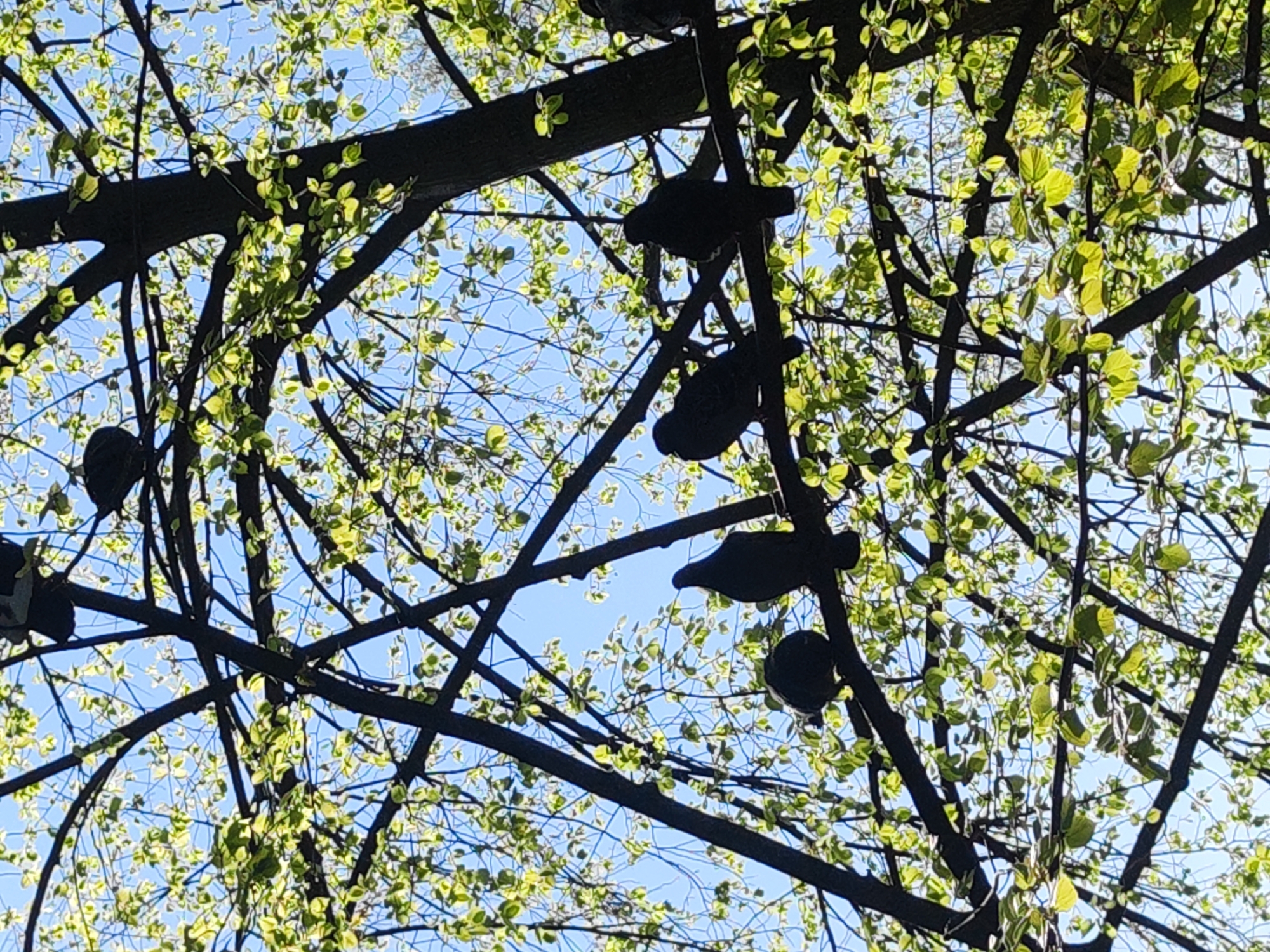 The image, taken from a low angle, shows the upper branches of a tree with new, light green leaves against a bright blue sky. Several dark, silhouette-like birds are perched on the branches. The location is likely in Saint Petersburg, Russia, given the common tree species and architectural style often seen in the city's parks and gardens. Details visible: Branches of the tree, light green leaves, birds perched on branches, blue sky.