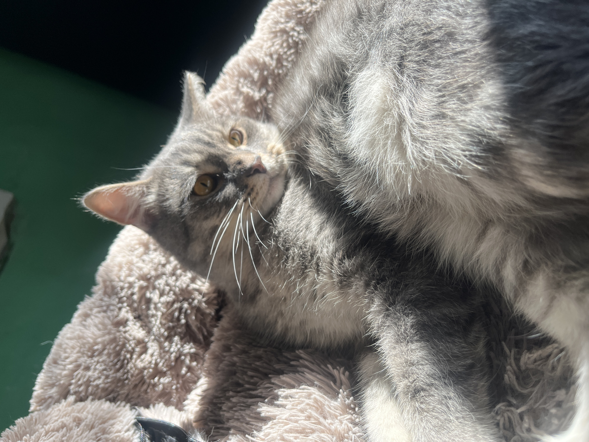 A tabby cat is lying down on a fluffy blanket. The cat is gray and white with yellow eyes. It is partially in shadow, with streaks of sunlight across its fur. The background is dark green and black. The image appears to be taken indoors. No location in Nizhny Tagil, Russia can be determined from the image.
