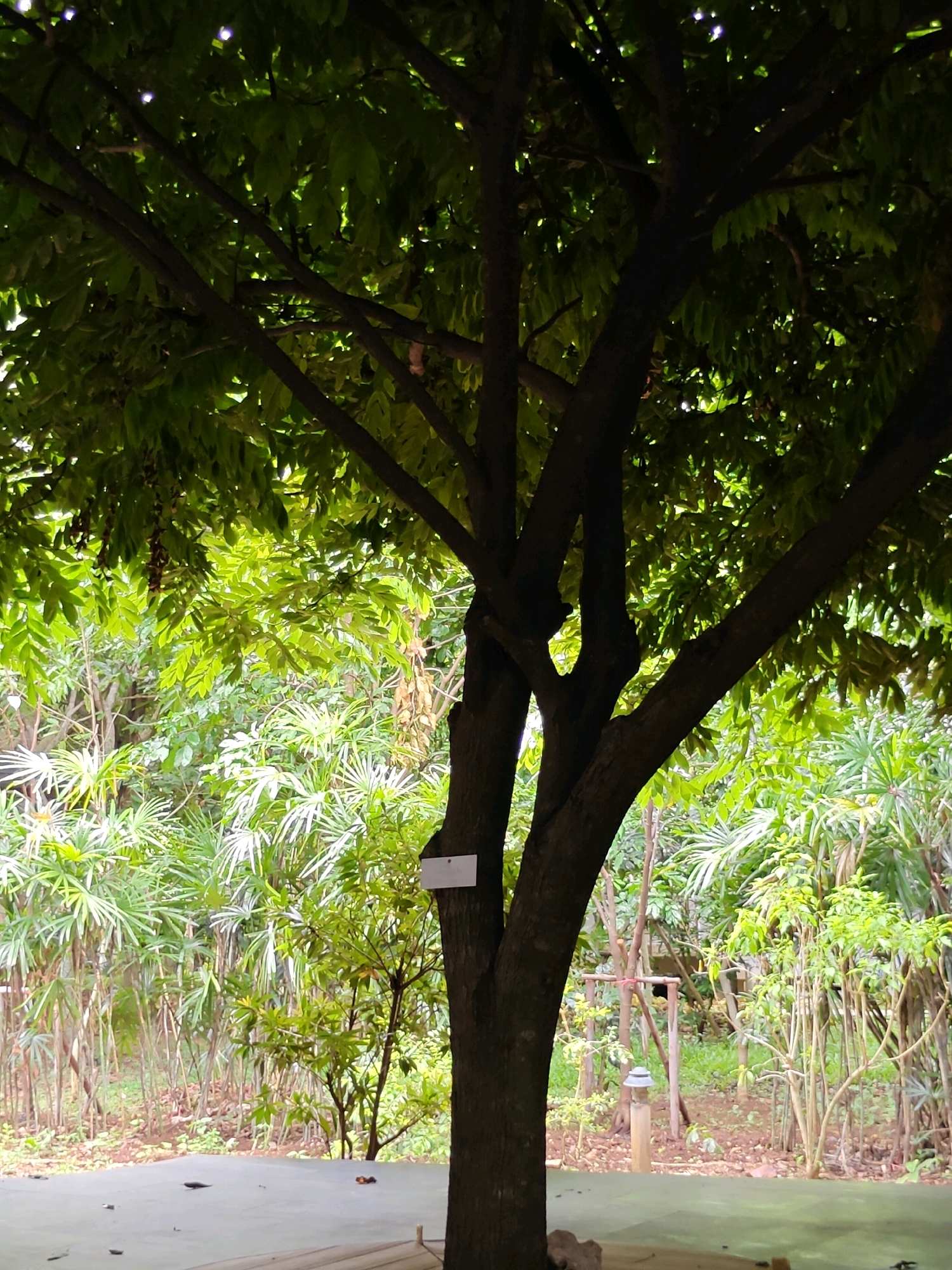 A close-up, slightly angled, full shot captures a large, dark-barked tree in the foreground, its branches reaching upwards and outwards, partially obscuring a lush, green forest in the background. Sunlight filters through the dense foliage, creating a dappled effect on the leaves, some of which are illuminated from behind by the bright light. The tree trunk, rough and textured, occupies the majority of the frame, with a small white rectangular tag attached to its surface.
Behind the foreground tree, a dense, verdant forest stretches out, filled with various types of plants. Tall, slender trees with thin trunks, possibly bamboo, stand in clusters, their feathery leaves creating a soft, feathery texture. Shorter, bushier plants with broad, green leaves fill the spaces between the taller trees, adding to the overall sense of density. The ground is covered in fallen leaves and debris, with patches of brown earth visible. A pathway or open area can be seen in the foreground, a flat, gray surface possibly concrete, with scattered leaves and small, dark objects that might be pebbles or dried fruit. To the right of the frame, a small, light-colored rectangular tag is attached to the tree trunk. In the mid-ground, a few scattered wooden stakes can be seen, and a single, low-lying lamp with a gray, dome-shaped top is perched on a wooden post. The scene suggests a natural, outdoor setting, possibly a park or a garden, in the Mu Si district of Thailand.