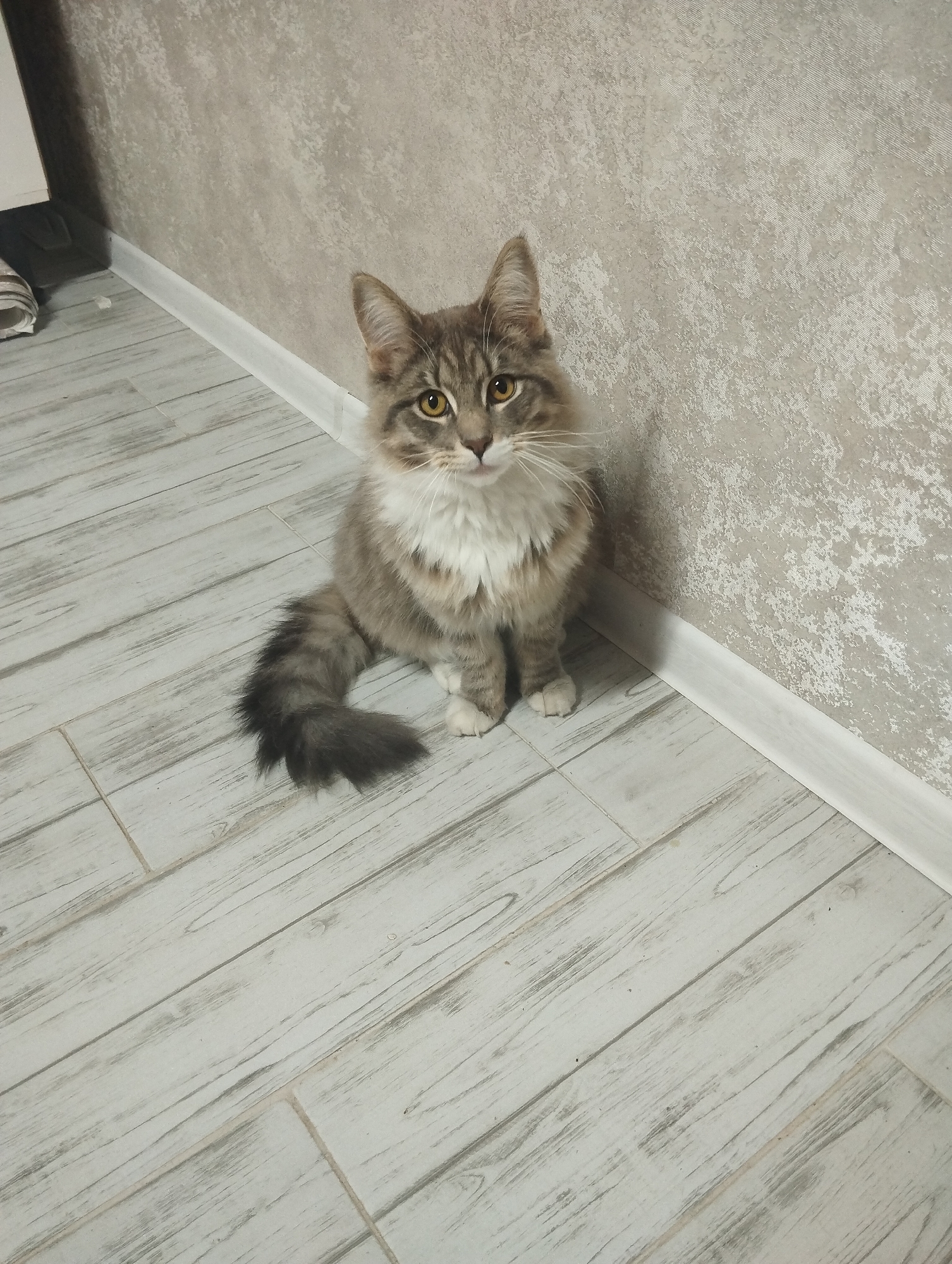 A medium, long-haired, grey and white cat is sitting on a light-colored, wood-look tiled floor against a textured, grey-toned wall with a white baseboard. The cat has yellow eyes, a fluffy white chest, and a bushy, dark grey tail. Part of a piece of furniture is visible in the upper left corner. The location is Grishanki, Russia.
