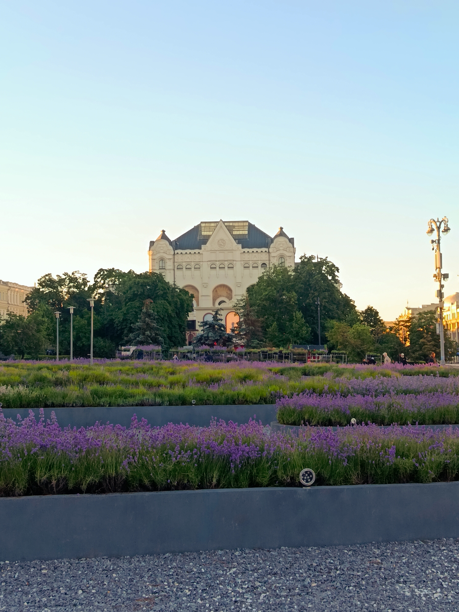 A low-angle, eye-level full shot captures a tiered flower bed filled with vibrant purple lavender in the foreground. The lavender is planted in dark gray planters, with gravel visible on the ground in the bottom left corner. Behind the flower bed, a large, ornate white building with a dark roof and arched windows stands prominently. Lush green trees partially obscure the building and surround it. In the middle ground, several lampposts with multiple bulbs are visible. The sky is a clear, pale blue, indicating it is likely daytime or early evening. A few people are scattered throughout the scene, appearing as small figures amidst the greenery and building, some walking or standing. The overall impression is a well-maintained urban garden with a stately building as a backdrop.