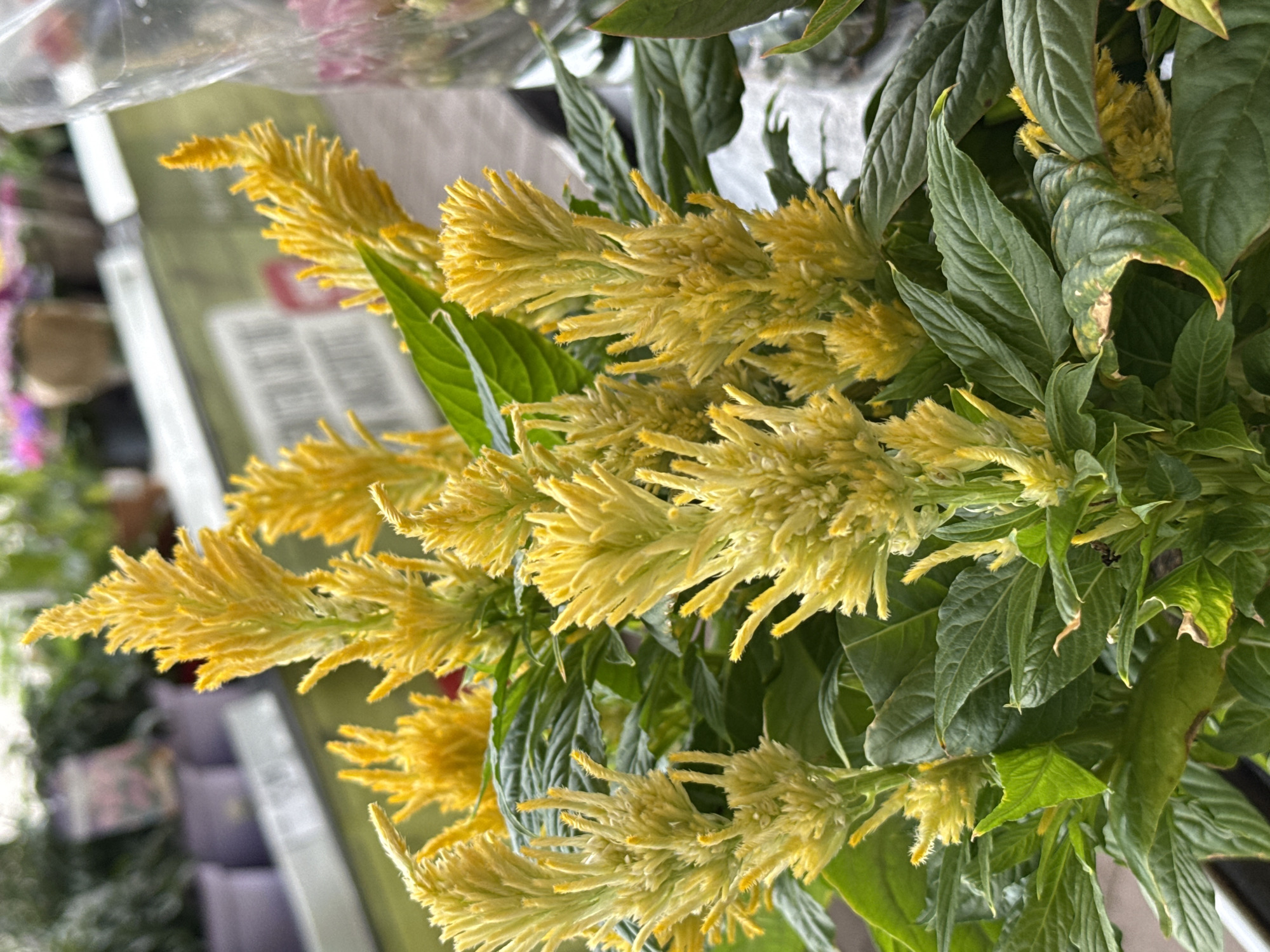 A close-up, eye-level shot captures a vibrant cluster of yellow Celosia flowers, also known as cockscomb or woolflowers, set against a softly blurred background of a plant nursery or garden center. The focus is on the feathery, plumed blossoms, with their intricate texture and bright, sunny hue. Lush green leaves form a dense canopy beneath the flowers, providing a rich contrast. The background suggests an outdoor or semi-outdoor environment within the city of Bad Lauterberg im Harz, Germany, with hints of other plants in pots, shelving, and possibly a display area. There are no people or animals visible in the image, and the scene is static, focusing solely on the botanical subject. The lighting appears to be natural and diffused, highlighting the details of the flowers and foliage without harsh shadows.