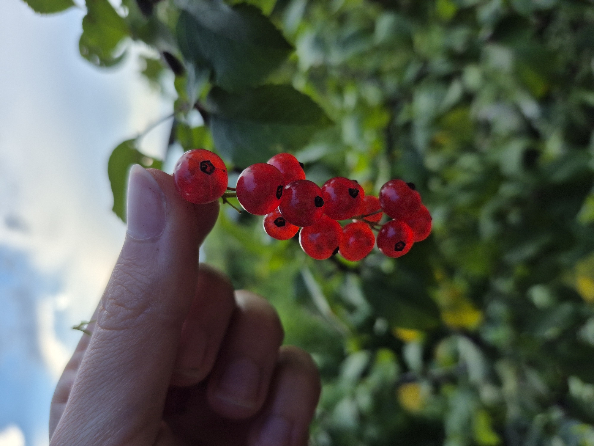 A human hand, with visible finger creases and a pale complexion, delicately holds a cluster of bright red currants. The berries, translucent and plump, are arranged in a hanging cluster, with each berry featuring a dark, almost black calyx. The background is a blur of lush green foliage, suggesting an outdoor setting, possibly a garden or park. Above the greenery, a hazy blue sky with soft white clouds is visible. The scene appears to be a close-up shot, focusing on the tactile interaction between the hand and the berries, set against a natural, verdant backdrop. The image does not provide information about the location in Popovo, Bulgaria.