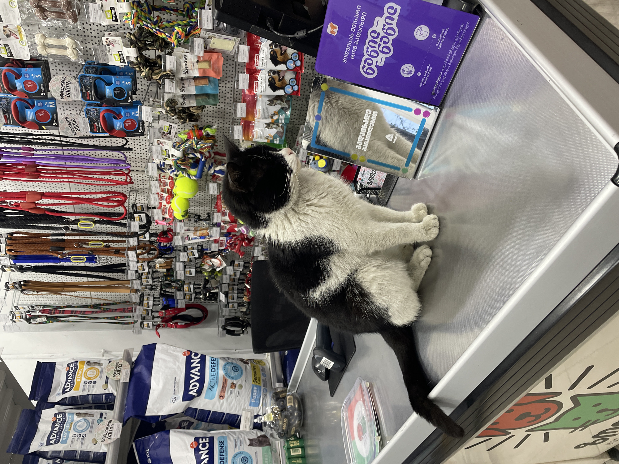 A black and white cat sits calmly on a silver checkout counter inside a pet store. The cat, predominantly white with black patches on its head, back, and a long tail, is looking towards a brightly lit wall display of pet products.
The display is densely packed with various pet accessories, including numerous retractable leashes (labeled "Ferplast," "5m 16ft," and sizes "S," "M") in colors such as red, blue, purple, and black. Below these are an array of fixed-length leashes. Colorful rope toys, yellow tennis balls, and bone-shaped chew toys are also displayed. Small packages of pet "Dental Sticks" from brands like "Beaphar" and "Aypiaws" are visible.
To the lower left, large bags of "ADVANCE" brand pet food are stacked, featuring varieties such as "GASTROENTERIC," "RENAL," "ACTIVE DEFENSE," "Puppy Sensitive Care," and "Junior," some indicating a "10 kg" weight.
On the counter next to the cat, a purple box displays Georgian text, which translates to phrases like "Tell them you paid in installments" and "Start payment at the terminal," along with numbered instructions. A clear, reflective box, possibly a display, also rests on the counter, showing a distorted reflection and featuring colorful dots and some Georgian text. A black barcode scanner is visible near the cat's tail. Other small items like "Mojo" branded products are also on the counter. The prevalence of Georgian text on packaging and signs, including "ზოოჰარის აქცია" (Zoo Harris Promotion), confirms the setting as a pet store in Georgia, consistent with Tbilisi. The cat appears at ease in the busy retail environment.