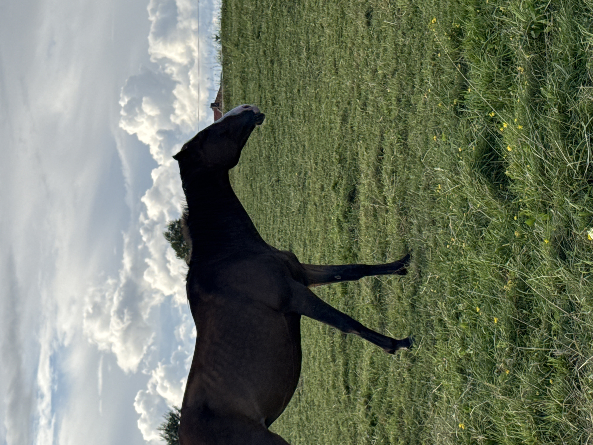 A dark-colored horse stands in a grassy field under a cloudy sky. The horse is facing to the right, with its head lowered. The field is green and appears to be a pasture. In the background, there are trees and a building with a red roof. The sky is filled with large, white clouds. The location is identified as Bendoriai, Lithuania.