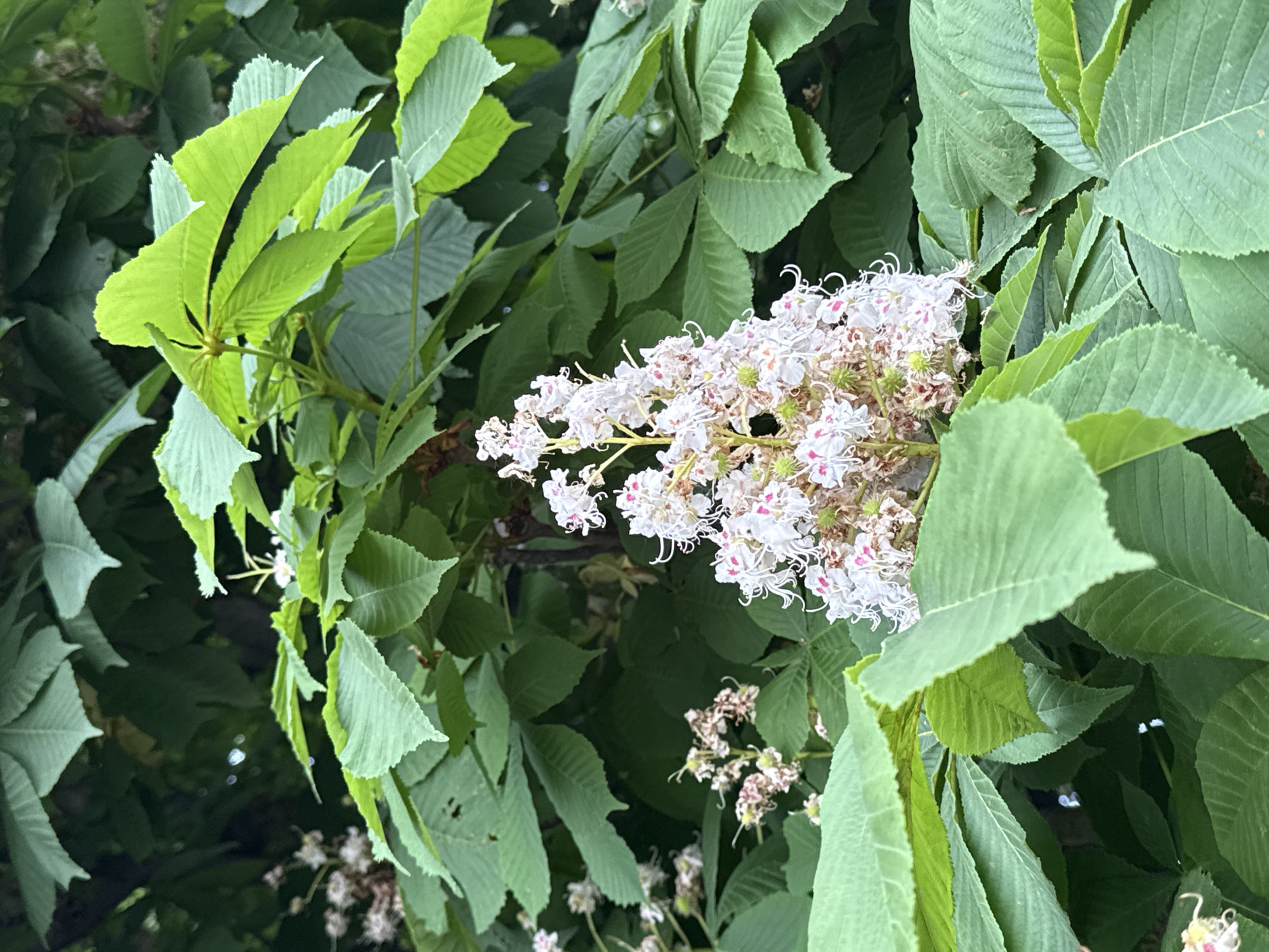 The image captures a cluster of blooming horse chestnut flowers (Aesculus hippocastanum) amidst a backdrop of its palmate leaves. The flowers are white with pinkish-red spots, forming a dense, upright inflorescence. The leaves are a vibrant green, each composed of several leaflets radiating from a central point. The scene is set outdoors, likely in a park or garden. The image lacks any people or interactions, focusing solely on the botanical elements. Since I lack specific geographical information, I can't accurately confirm its location in Rostov-on-Don, Russia, but it could be representative of that region.
