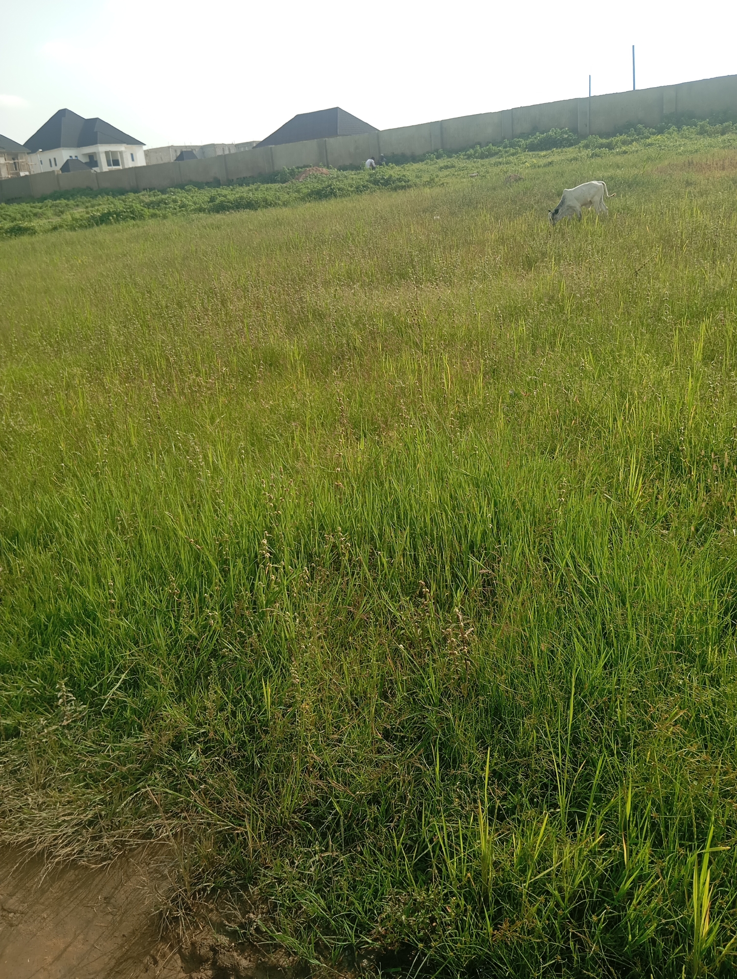 A wide, grassy field is depicted in Karsana 2, Nigeria, with a low concrete wall running across the background. Behind the wall, two modern houses with dark, pitched roofs are visible, along with the construction of another building. A white cow is grazing in the field, in front of the wall. The field is covered in tall, green grass, with some patches of dry grass and small plants scattered throughout. A dirt path is visible in the lower left corner of the image. The sky is clear and bright, suggesting a sunny day.