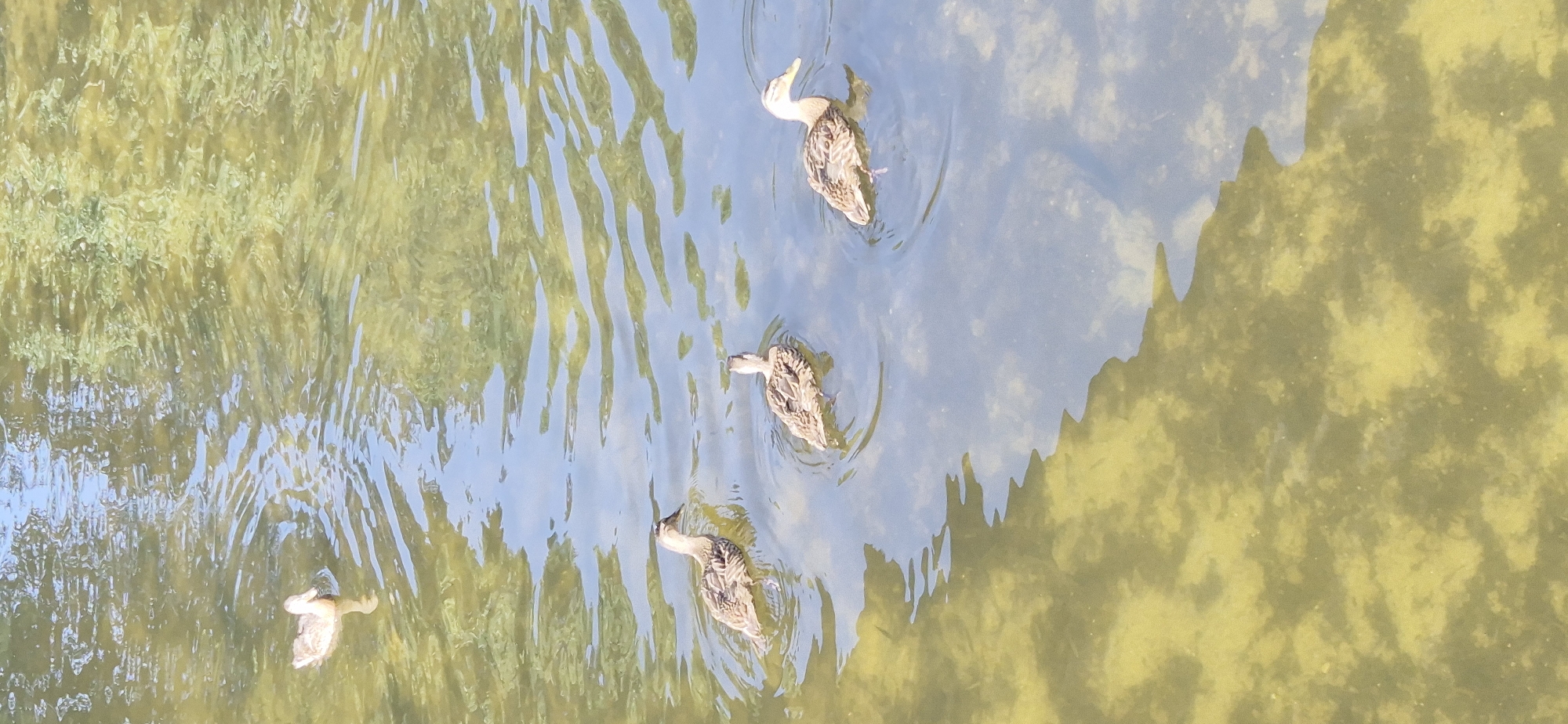 Four ducks are swimming in a body of water. One duck is in the upper left corner of the frame and is light brown with white. Three other ducks are in the center and right side of the frame. They are darker brown with black and white markings and appear to be mallards. The water is clear and shallow, with the sandy bottom visible. The water is slightly rippled, indicating a gentle current or breeze. The reflection of trees and the sky are visible on the surface of the water. The scene appears to be in a natural outdoor setting, possibly a park or pond.