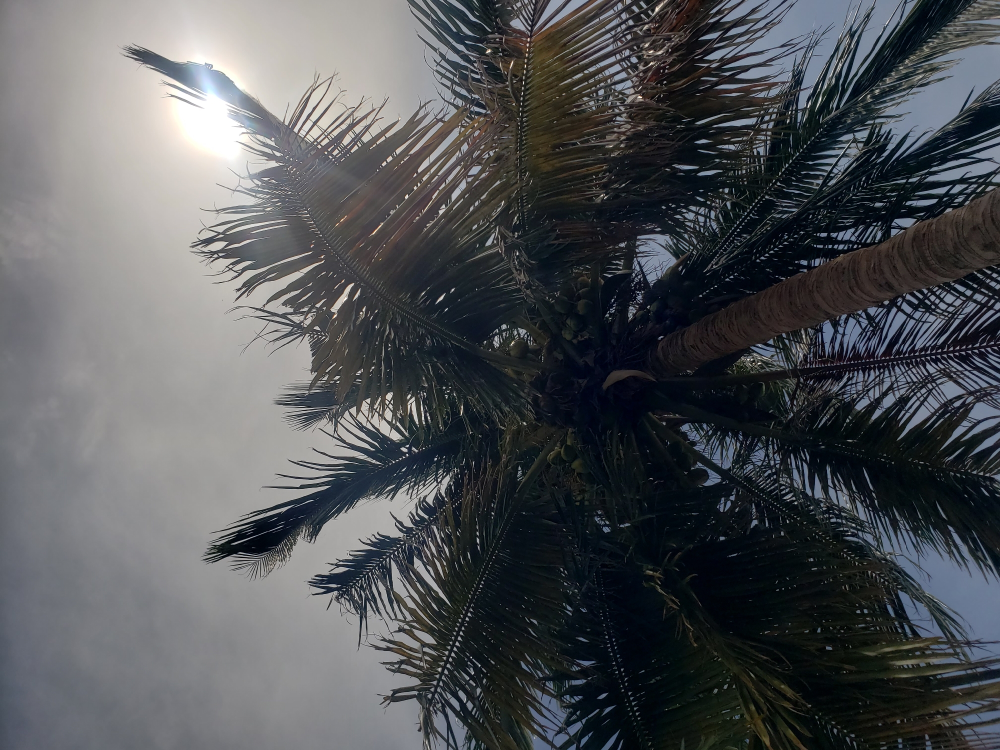 A low-angle shot looks up at the crown of a palm tree against a bright, overcast sky. The sun is visible in the upper left quadrant, partially obscured by a frond and casting lens flares. The palm fronds are dark green and appear to be rustling, suggesting a breezy day. Some young coconuts are visible clustered amongst the fronds. The trunk of the palm tree is textured with horizontal ridges and slopes downwards towards the right side of the frame. The overall impression is one of a sunny day in a tropical or subtropical location. The image was taken in Narayi, Nigeria.