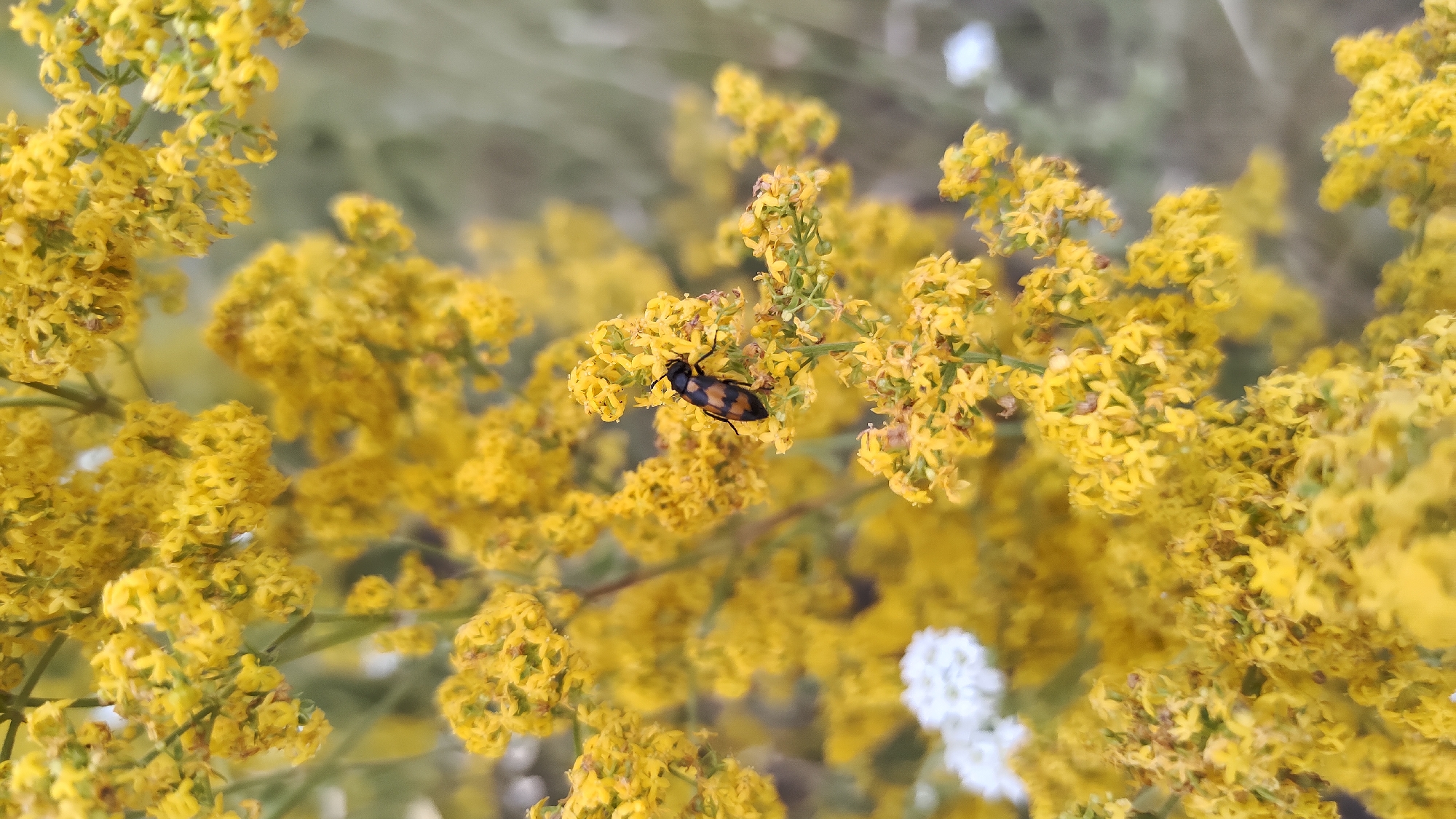An insect with black and orange markings rests on a cluster of small yellow flowers. The flowers are tightly packed on thin stems, creating a dense floral background. In the lower left corner of the image, a small cluster of white flowers is visible, slightly out of focus. The overall environment appears natural, suggesting an outdoor setting such as a park or garden in Mikhaylovka, Russia. The lighting is soft and diffused, indicating it could be daytime, possibly in the morning or late afternoon.