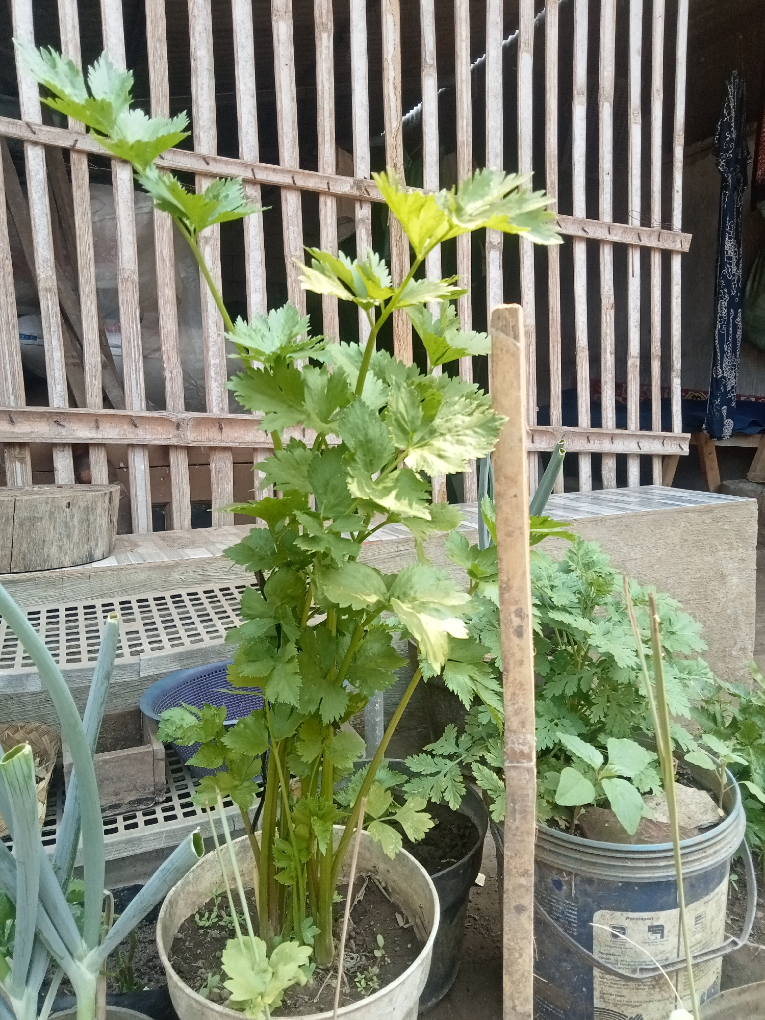 In Malang, Indonesia, a close-up shot captures a cluster of potted plants, prominently featuring a lush celery plant in a light-colored pot. To its left, a large green onion plant stands tall in a dark pot. To the right of the celery, a blue plastic bucket holds a smaller, leafy green plant, possibly amaranth. Behind the plants, a rustic bamboo fence forms the backdrop, with a weathered wooden bench and a cylindrical wooden object visible. The scene is set outdoors, suggesting a garden or backyard area.