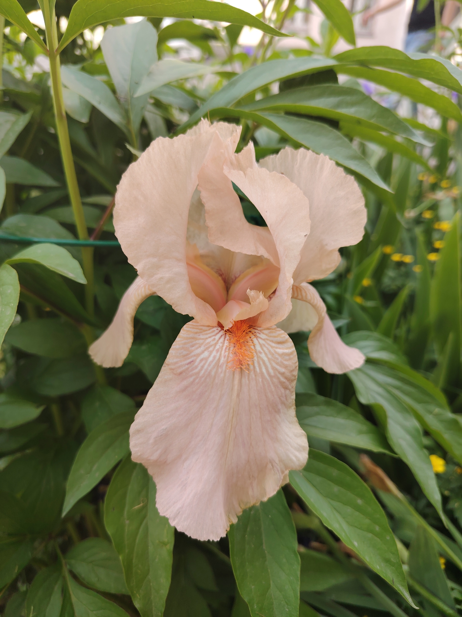 A close-up, eye-level, outdoor shot features a delicate, pale peach iris in full bloom. The iris is centered, its petals gently unfurling and revealing intricate, darker peach veining. At the heart of the flower, a cluster of bright orange stamens stands out. The iris is surrounded by lush, deep green foliage, with some leaves in sharper focus than others. In the background, hints of yellow flowers and blurred greenery suggest a garden setting. The lighting appears soft and natural, illuminating the subject without harsh shadows. No people or animals are visible in the frame. The scene appears to be a still life of a single flower in a natural environment.