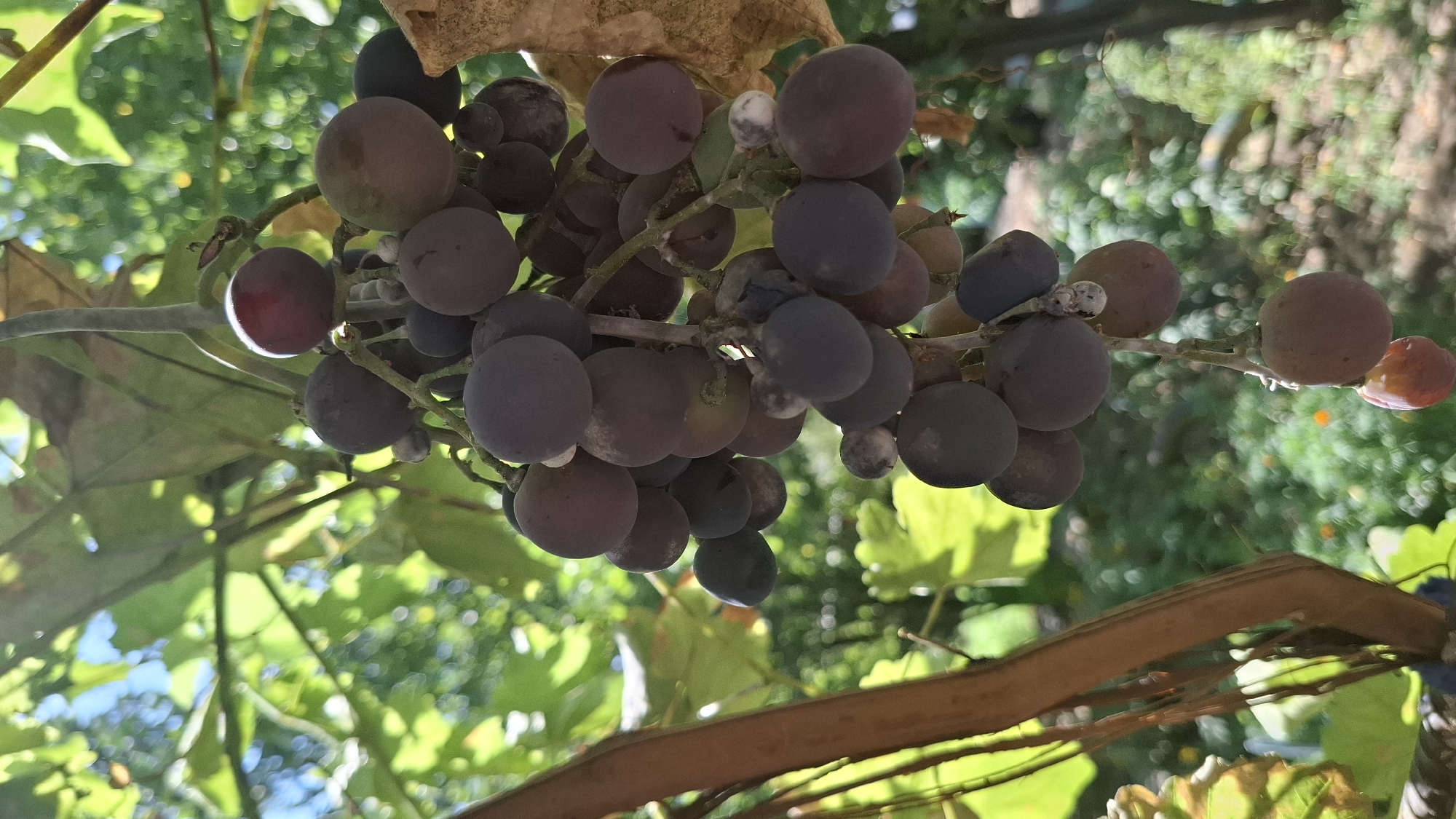 A close-up, vertical shot captures a cluster of dark purple grapes hanging from a vine, bathed in bright sunlight that creates dappled shadows on the surrounding green foliage. The grapes vary in ripeness, with some exhibiting a deep, almost black hue, while others are a lighter shade of purple or tinged with red, especially a single grape near the top that glows a translucent ruby color due to the backlight. The vine itself is thick and brown, with a smaller, thinner stem supporting the grape cluster. The background is a soft blur of vibrant green leaves and hints of a bright blue sky, suggesting an outdoor setting, likely a vineyard or garden in Шұбарсу, Kazakhstan, during daylight hours. The overall impression is one of natural beauty and ripeness, with the grapes appearing plump and ready for harvest. There are no people or animals present in the image.