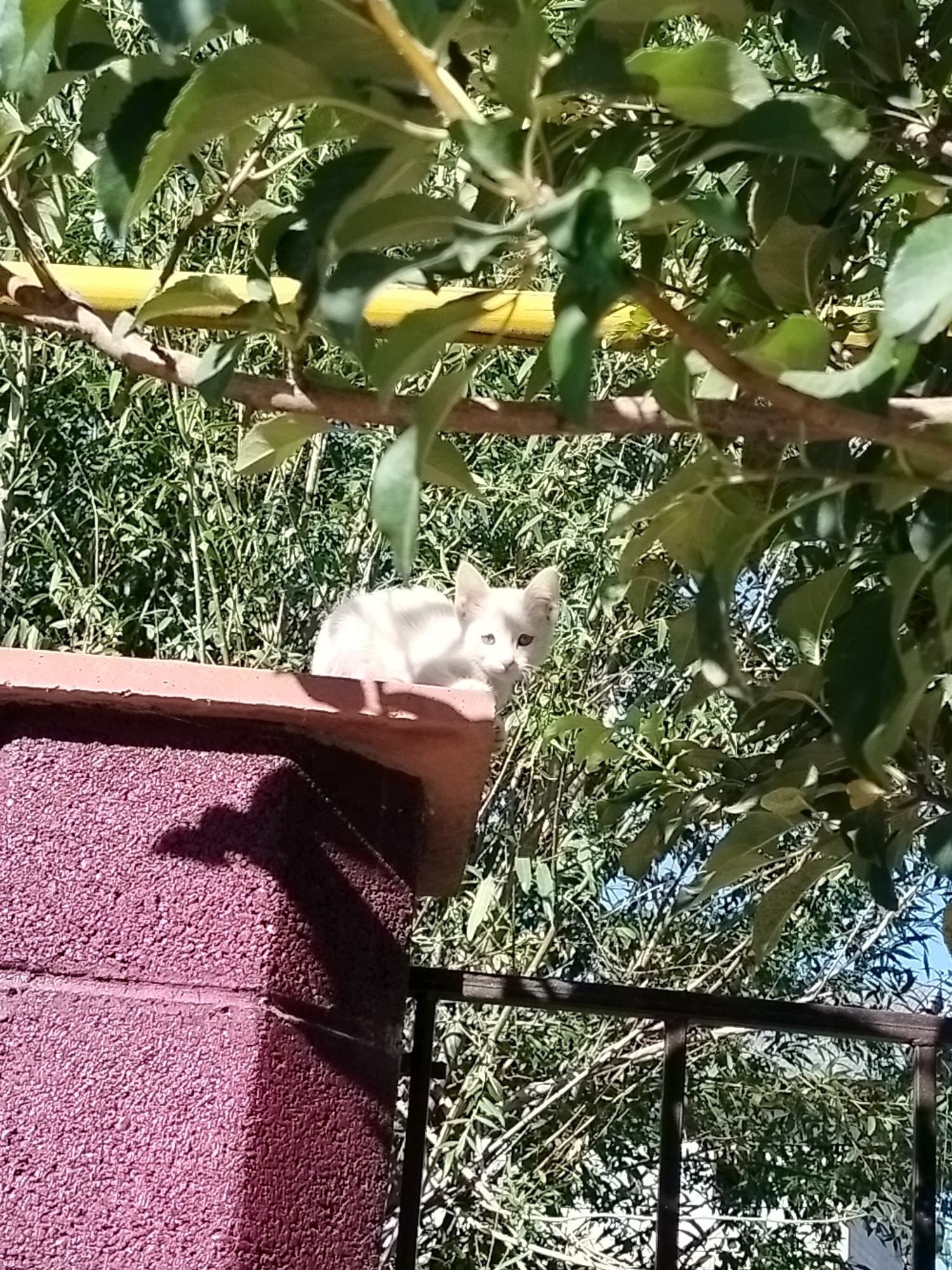 A young, white kitten with blue eyes sits on the edge of a reddish-brown planter box, partially obscured by green foliage from an overhead tree. The planter box has a textured surface and is casting a shadow on the dark, textured wall below it. In the background, dense green foliage and branches create a naturalistic environment. The scene appears to be outdoors, potentially in a garden or residential area in Kölkent, Kazakhstan.