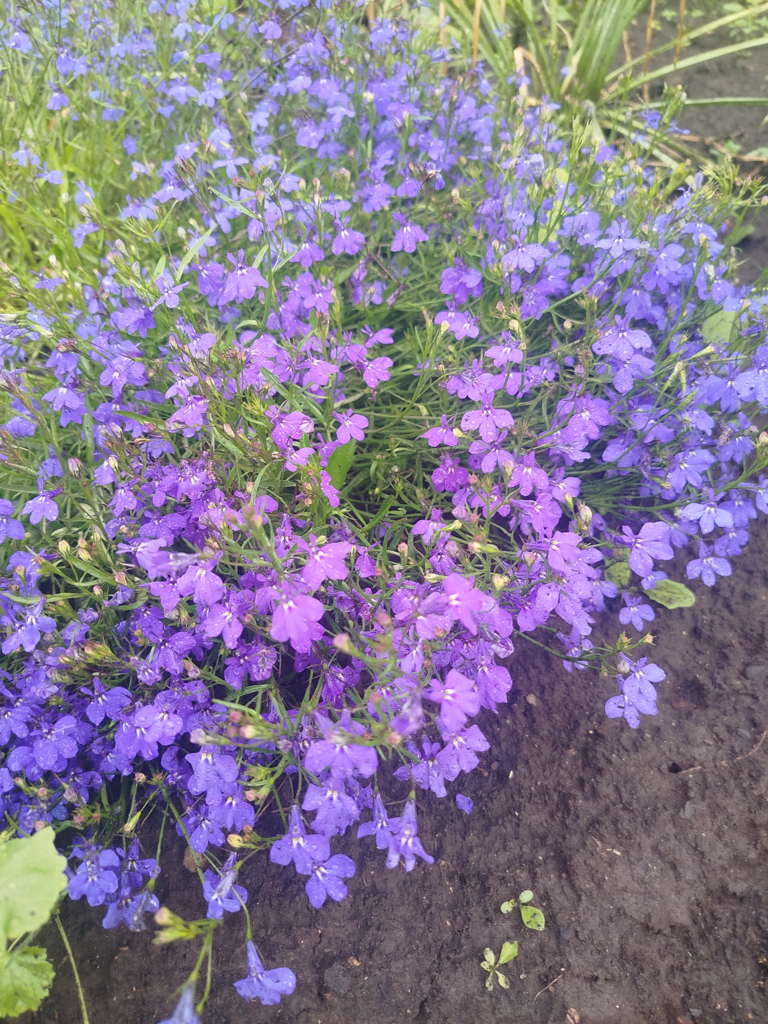 In a garden bed, a dense cluster of vibrant purple lobelia flowers are in full bloom. The flowers, some with delicate water droplets on their petals, are densely packed and spill over the edge of the dark soil. Green foliage and blades of grass are interspersed throughout the bloom, and a broad, light green leaf is visible in the lower left corner. The background consists of more blurred green foliage and dark soil. This scene is consistent with a cultivated garden in a natural setting, such as in the city of Октябрьский, Russia, where such flora would thrive.