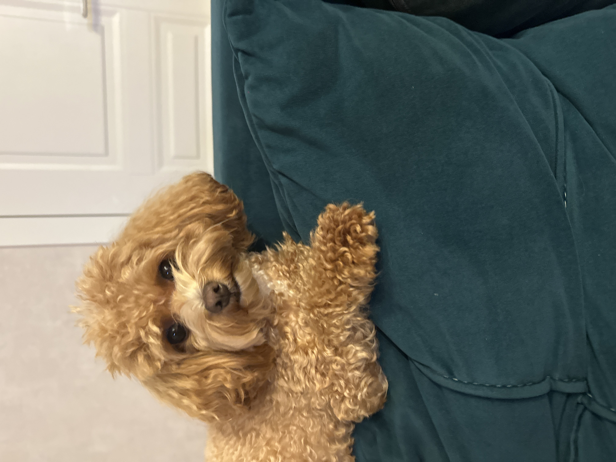 A light brown, fluffy dog with curly fur is resting on a dark teal couch cushion. The dog is positioned on the left side of the frame, facing forward with its head slightly tilted. Its eyes are dark and expressive, and its nose is a dark brown. The dog's fur is a uniform light brown color, with some lighter highlights. The background shows a pale wall and a white door. The image appears to be taken indoors, in a domestic setting.