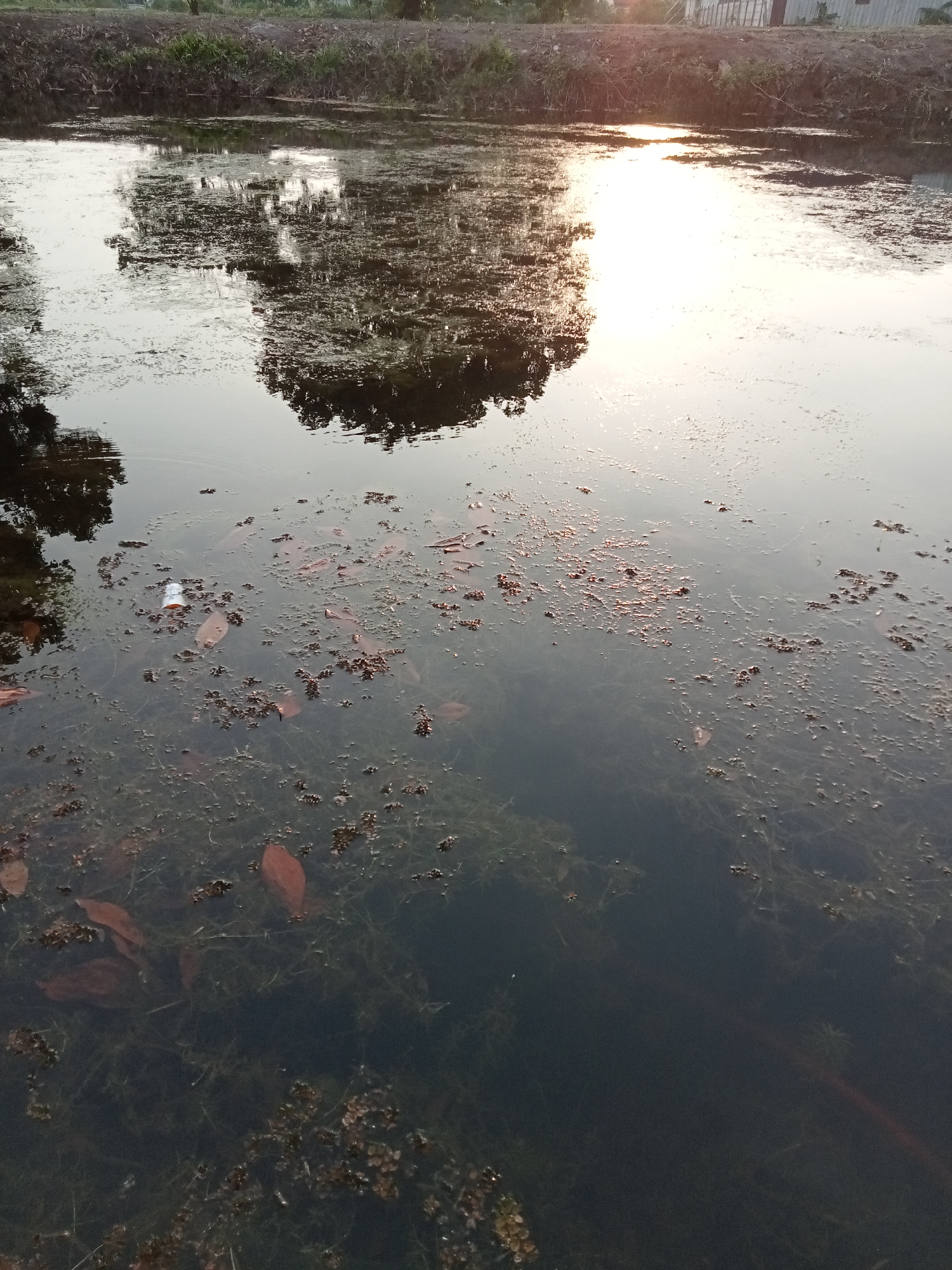 This is a vertical, eye-level, full shot of a murky body of water, likely a pond or canal, at dusk. The water is dark and reflects the setting sun, which casts a bright, hazy glare across the upper half of the image. The surface of the water is covered with a layer of algae, small reddish-brown clumps, and fallen leaves. The banks of the water are lined with dense vegetation and dry soil, with a few structures visible in the distance on the right. The overall scene suggests a natural or semi-natural environment within or on the outskirts of Teluk Kenidai, Indonesia, with the reflection of trees on the water indicating the presence of surrounding foliage. There are no people or animals visible in the frame.