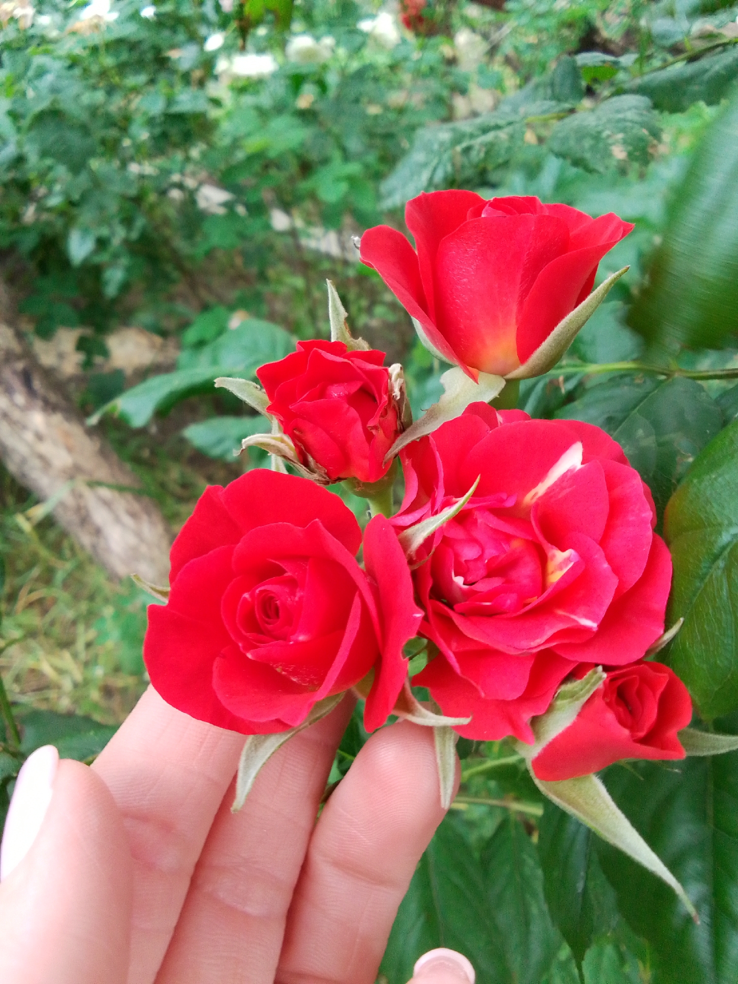 In an outdoor setting, a hand with pale skin and light pink nail polish gently holds a cluster of vibrant red roses. The roses are in various stages of bloom, with some fully open and others still developing. Green leaves and thorny stems surround the flowers, and the background is blurred, suggesting a garden or natural environment with foliage. The lighting indicates it is daytime. The location is Unknown, Unknown.