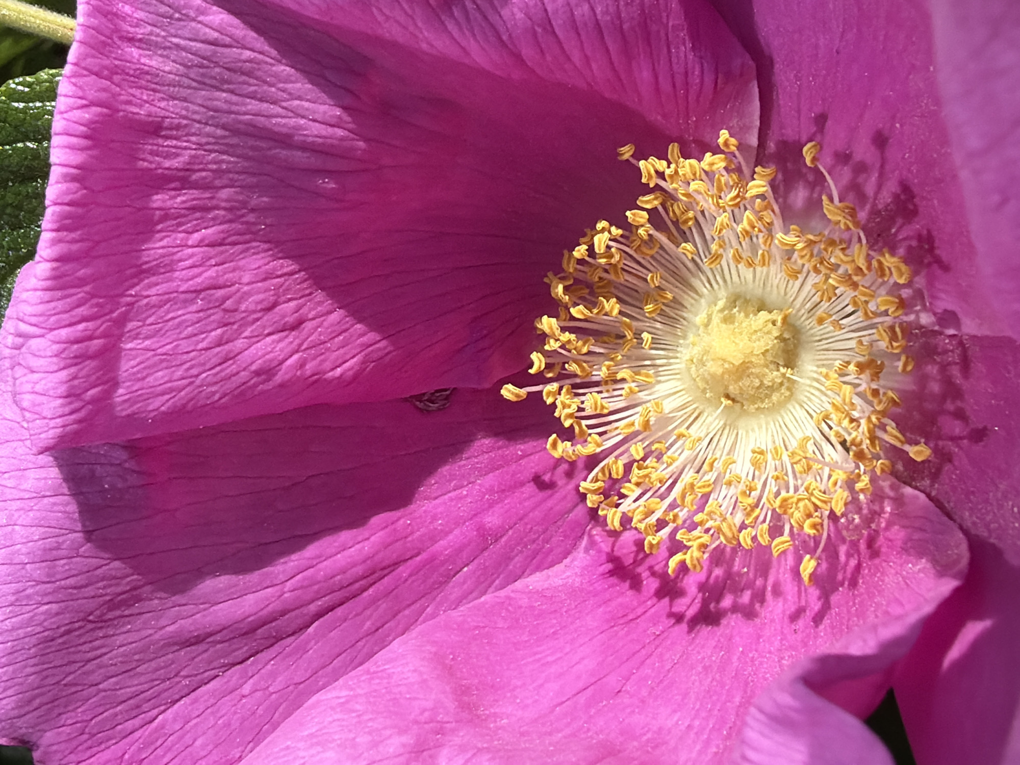 A vibrant magenta rose flower is depicted in an extreme close-up, photographed in Saint Petersburg, Russia. The bloom's five petals, visible in varying degrees, display prominent veins and fine creases, with one upper-left petal showing minute white specks. Strong, directional sunlight casts deep shadows across the folds of the petals, enhancing their texture. At the flower's center, numerous white filaments topped with bright golden-yellow anthers, covered in visible pollen grains, radiate outwards from a central, lighter yellow pistil. A small, dark-bodied insect with visible legs rests on an upper-right petal, partially within a shadow. A blur of green foliage is faintly visible at the very top edge of the frame.