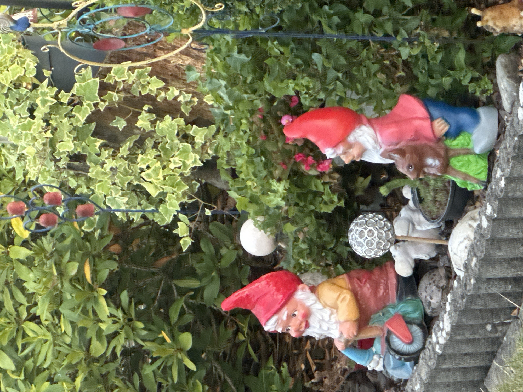 In a garden setting in Günzburg, Germany, two garden gnomes are prominently displayed. The gnome on the left is a traditional figure with a red hat, white beard, and orange tunic, holding onto the handlebars of a blue and red toy wheelbarrow. To its right, a decorative white sphere on a stand is visible. The gnome on the right, also wearing a red hat and blue pants, is depicted with a red tunic and is holding a small brown deer figure. The background consists of lush green foliage, including ivy on a tree trunk. A gray concrete border runs along the foreground of the image.