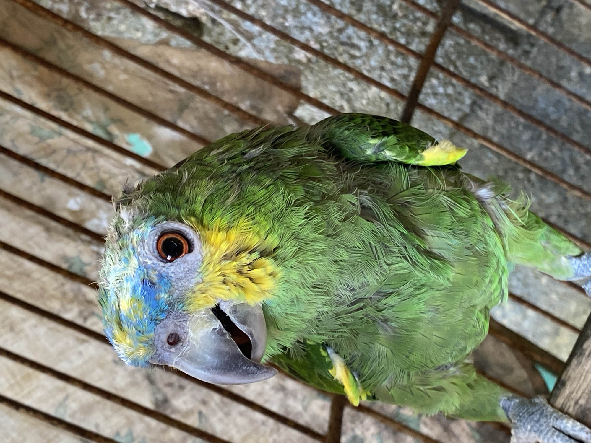 The image depicts a parrot, likely an Amazon parrot, in a cage. The parrot has predominantly green plumage with blue and yellow feathers around its face and head. It appears to be perched on the cage's metal bars. The location is stated to be Tinaquillo, Venezuela, but the image itself doesn't provide evidence to support this claim. The scene is indoors, with a focus on the caged parrot. No people are visible in the image.