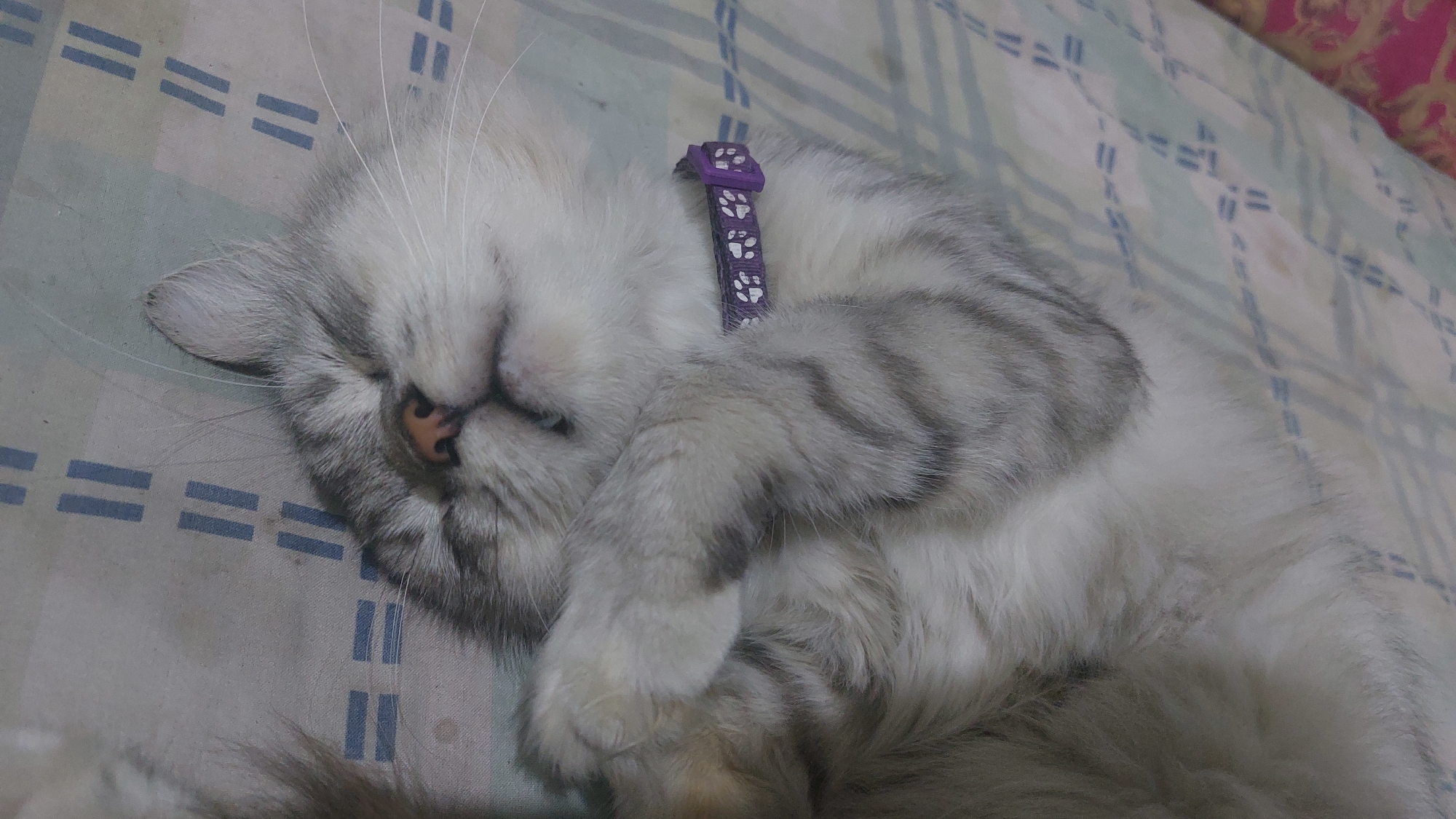A Persian cat is sleeping on a blue and white striped blanket. The cat is light gray and white with dark gray stripes on its back. It is wearing a purple collar with white paw prints. The cat's face is partially covered by its paw. The blanket has a repeating pattern of double horizontal blue lines. The scene is indoors. There is no information available to determine the location in Jatirogo, Indonesia.