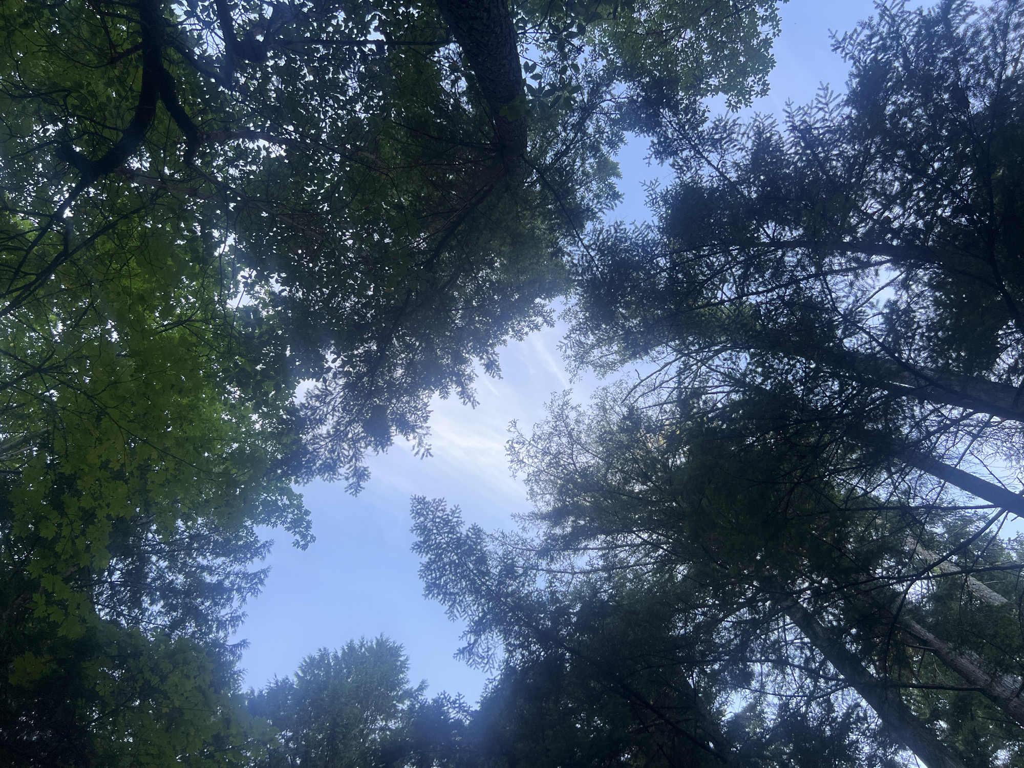 This image depicts a view looking upwards through the canopy of a mixed forest, revealing a bright blue sky with wispy white clouds. The trees are densely packed, with a variety of foliage visible, including broad leaves and coniferous needles. The sunlight filters through the leaves, creating dappled patterns and highlighting the textures of the branches and leaves. The scene suggests a natural outdoor environment, likely a park or wooded area, within Area A (Mill Bay / Malahat), Canada. There are no people or specific structures visible, focusing the view on the interaction between the trees and the sky.