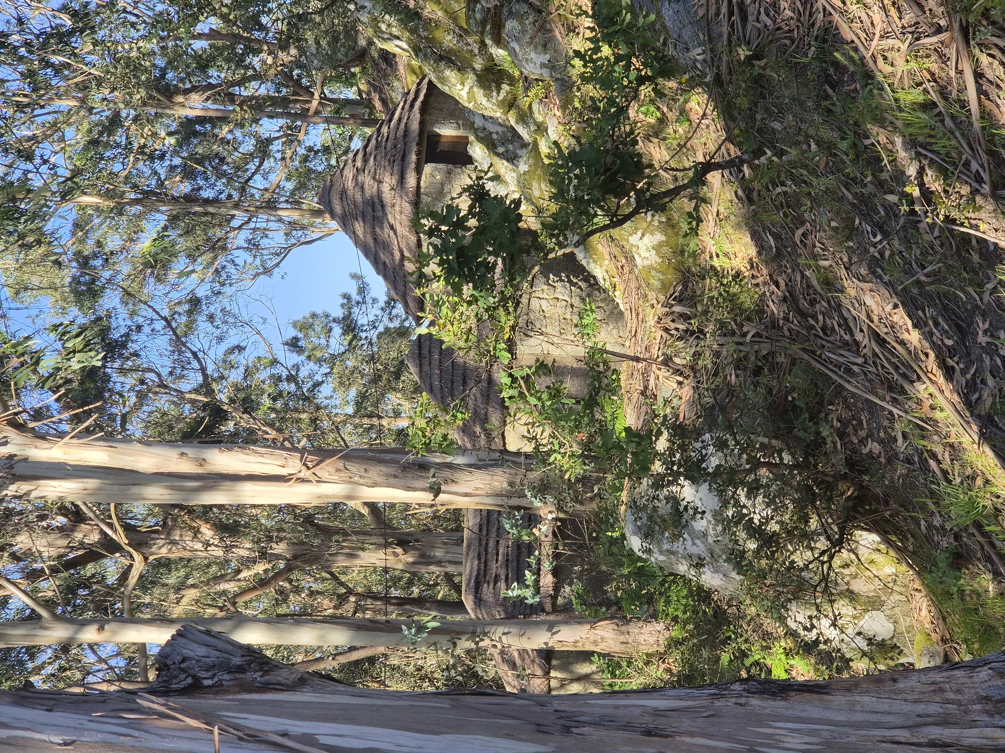 A stone building with a thatched roof is nestled amongst trees in Esposende, Portugal. The building is partially integrated into a large rock formation covered with moss and vegetation. Eucalyptus trees are present, and the sky is visible through the branches.