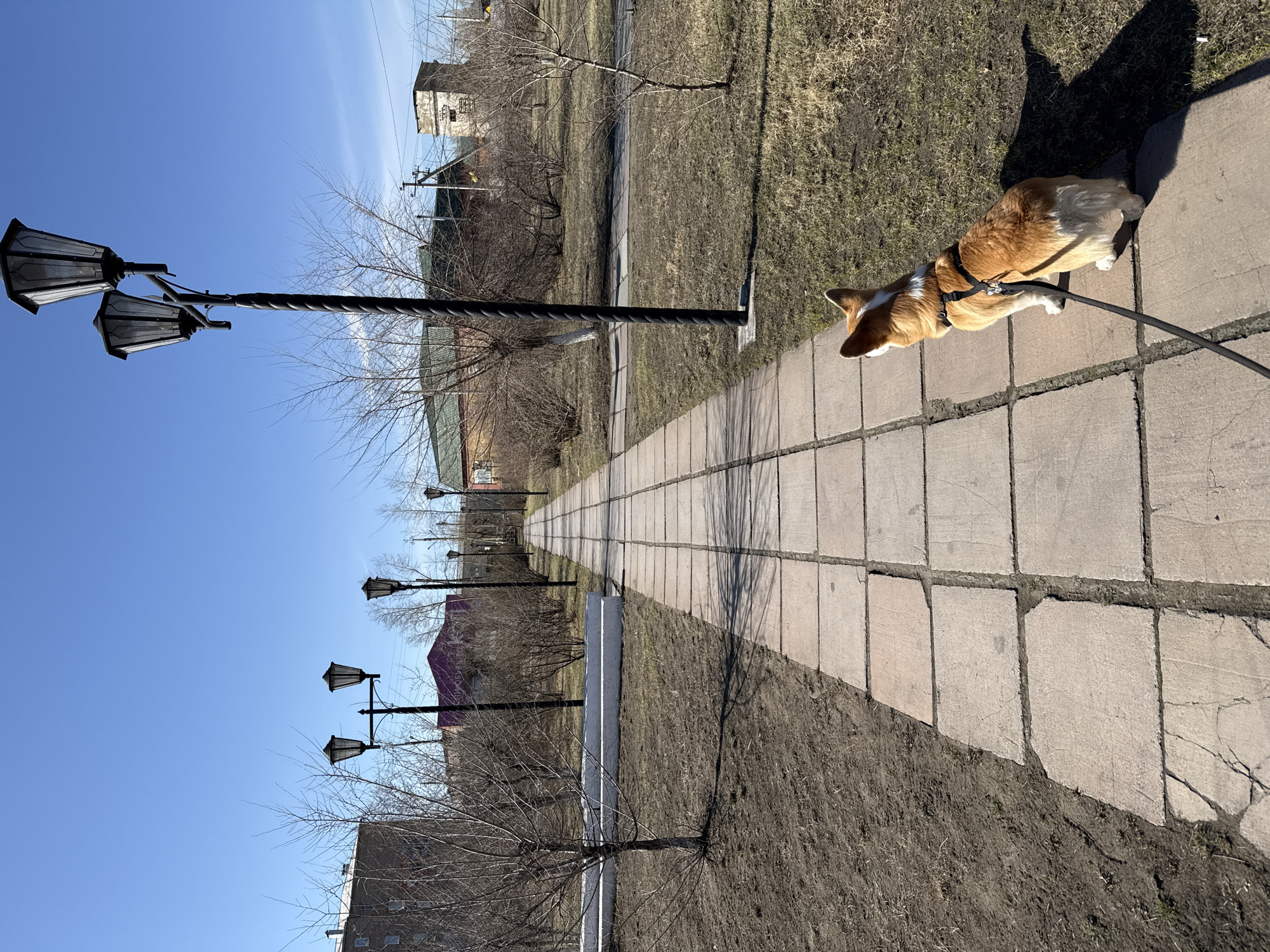 The image captures an outdoor scene in Borzya, Russia, likely a park or a residential pathway, under clear, sunny skies. The view looks along a long, straight path composed of square concrete tiles that recedes into the distance. On the right side of the path, a light-brown and white corgi dog, wearing a black harness and leash, is seen from above, standing or walking. Its distinct shadow is cast behind it onto the adjacent dry, sparse grass and bare earth.
The bright daylight indicates it's daytime, with the strong shadows suggesting either morning or afternoon. The bare branches of numerous trees lining the path and the dry ground imply a season of early spring or late autumn. Ornate black street lamps with double fixtures are spaced along the left side of the path, also casting long shadows. In the background, beyond the trees, several buildings are visible, including one with a purple roof and another older structure. A white low curb or border runs alongside a section of the path further down. No people are visible, but the leashed dog implies a handler is present just out of frame. There is no visible text within the image.