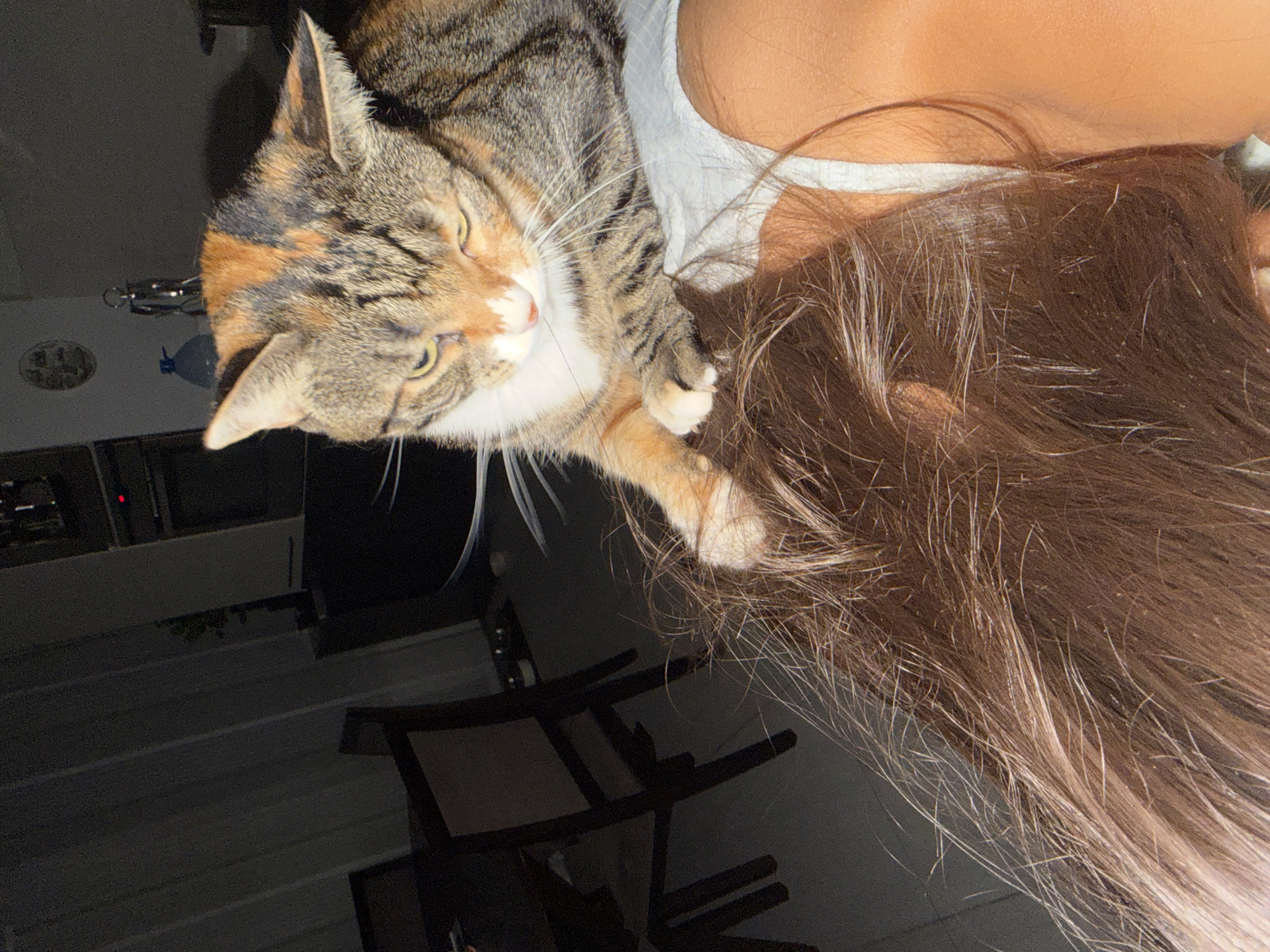 A cat is lying on top of a woman's head of hair. The cat is a brown and gray tabby with white markings around its face and paws. The woman has long, brown hair with blonde highlights. She is wearing a white tank top. The background is dark, but it appears to be a room with a television and some furniture. The location is unknown.