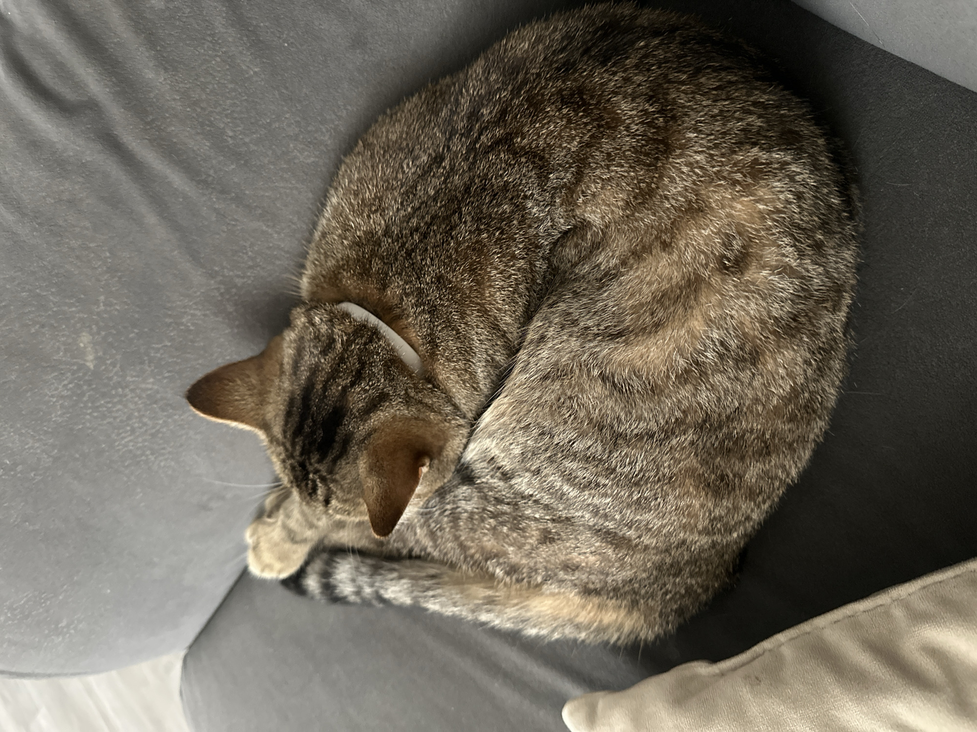 A tabby cat is curled up sleeping on a dark gray sofa. The cat's tail is wrapped around its body, and its head is tucked under its paw. The cat is wearing a thin white collar. A light-colored pillow is visible on the left side of the image. The background of the image shows a light-colored floor.
