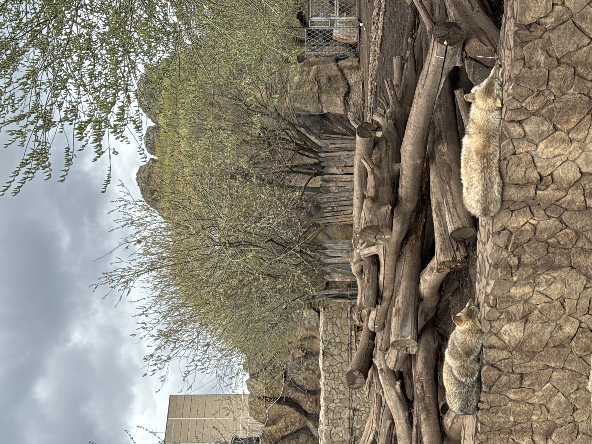 The image depicts two canids, possibly coyotes, in an enclosure. They are positioned against a textured rock wall, with wooden logs nearby. The background includes trees and a building under a cloudy sky. The scene appears to be in an outdoor zoo or animal sanctuary setting. The location of Izhevsk, Russia, is not directly evident from the image.