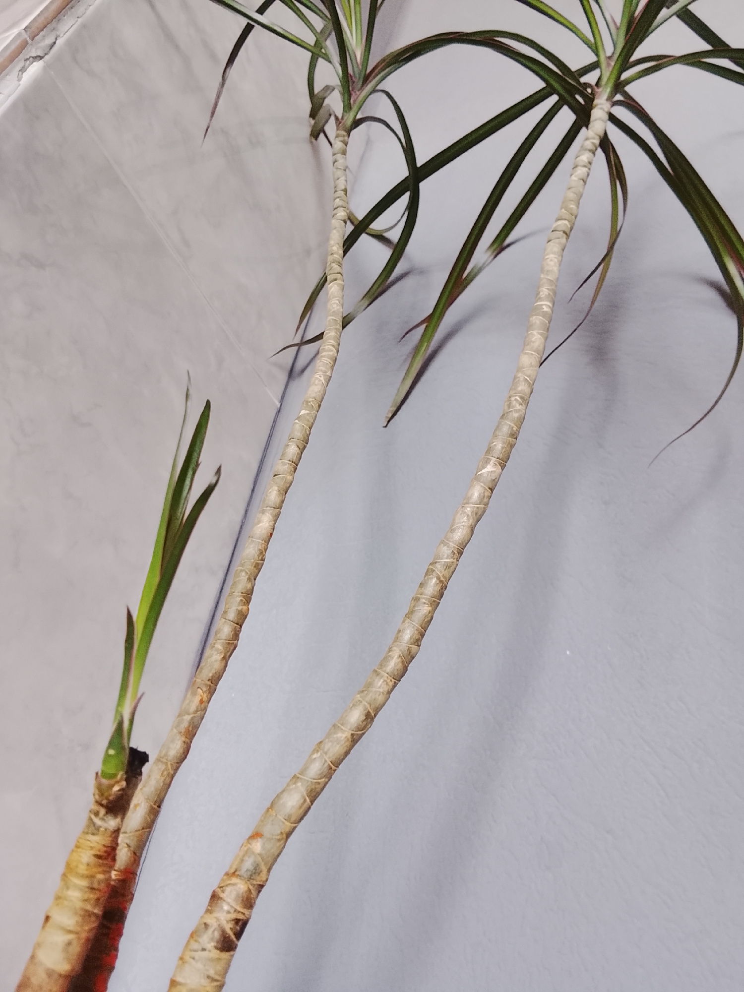 The image shows the lower portion of two Dracaena plants against a textured light gray wall, possibly in an indoor setting such as a home or office in Almaty, Kazakhstan. The plants have thick, woody stems with a textured, segmented appearance, indicating they are mature. The leaves are long, narrow, and green with some reddish-purple edges. One plant has a new green shoot emerging from its base. The background is a light gray wall, with a section of what appears to be a tiled wall on the left. The lighting is soft, casting subtle shadows. There are no people or animals visible in the image.