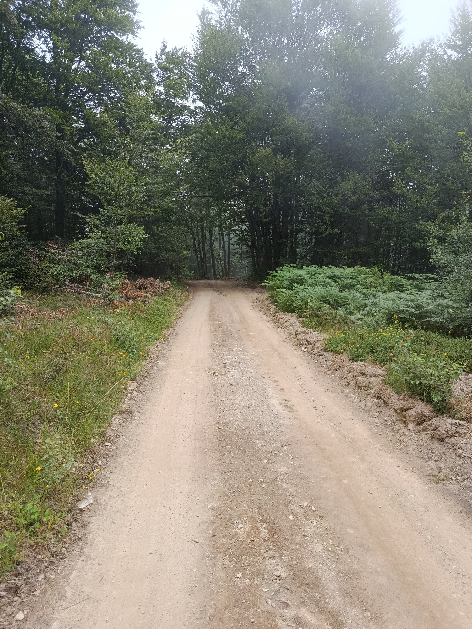 A dirt road winds through a forest in Crna Trava Municipality, Serbia. The road is light brown and appears to be well-traveled. Dense green trees with thick foliage line both sides of the road, with some taller trees in the background partially obscured by mist or fog. On the left side of the road, there is a grassy verge with scattered small yellow flowers and some fallen branches. On the right side, there is a thick patch of ferns with a disturbed embankment of earth and vegetation. The sky is overcast, contributing to a diffused, soft light. There are no people or animals visible in the image.