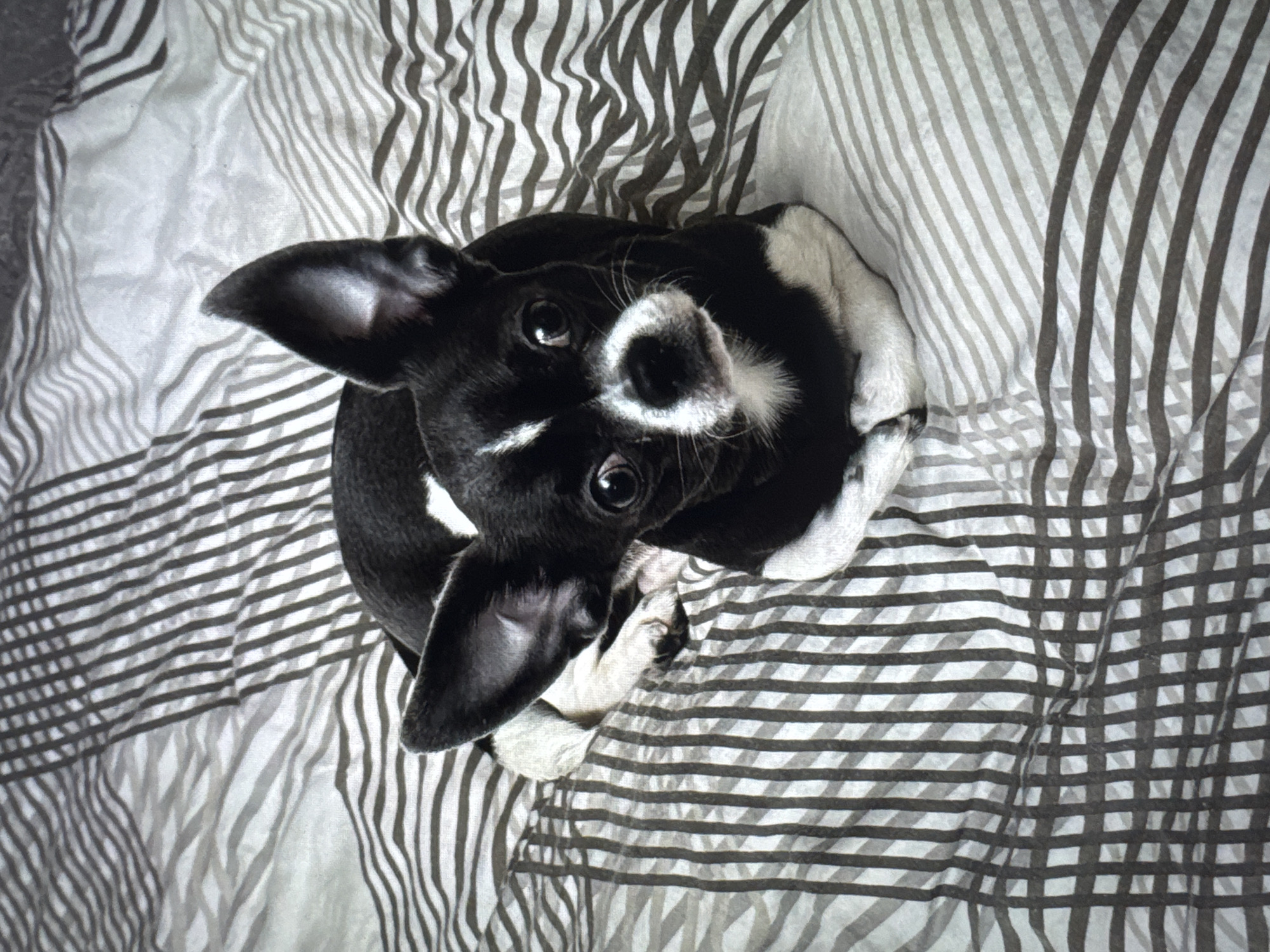 A black and white dog is lying on a striped bedspread. The dog has large ears and is looking up at the camera. It is not possible to verify the location, Новинки, Russia, from the visual information.