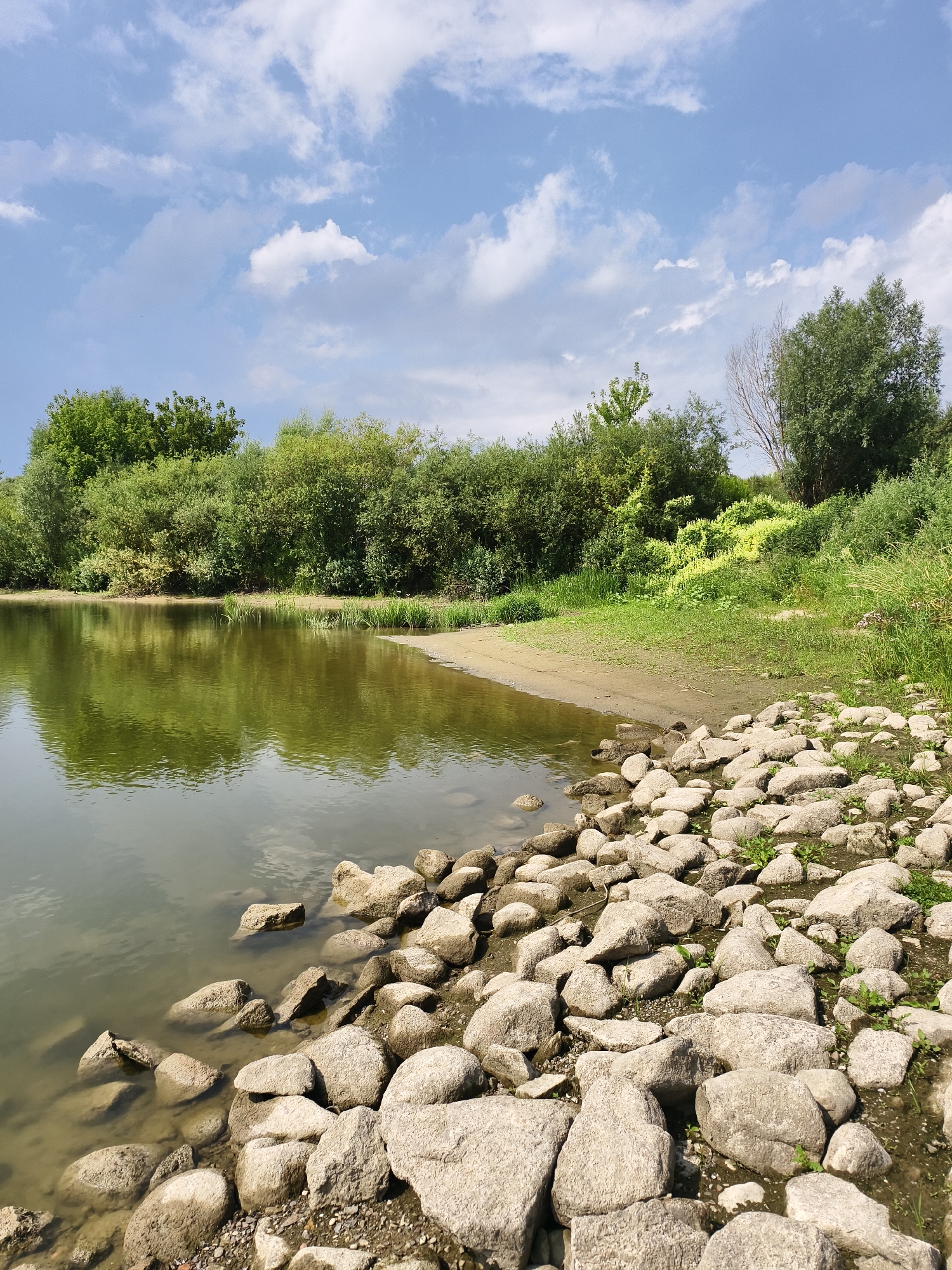 The image depicts a natural scene at the Vistula River in Tczew, Poland, on a clear day. The foreground is dominated by a rocky shoreline with large, light-colored stones of various sizes. Some of these stones are partially submerged in the calm, green water of the river. The water reflects the sky and the lush vegetation along the opposite bank.
The middle ground features a sandy bank transitioning into dense, green foliage. This vegetation appears to be a mix of trees and bushes, with a slightly brighter, yellow-green shrubbery in the mid-ground. The trees are varied in height and density, creating a natural barrier along the river's edge.
The background consists of a bright blue sky dotted with scattered white clouds. The lighting suggests it is daytime, likely late morning or early afternoon, with the sun casting shadows and illuminating the scene. There are no people or man-made structures visible in the image, emphasizing a natural and undeveloped environment. The overall impression is one of tranquility and natural beauty.