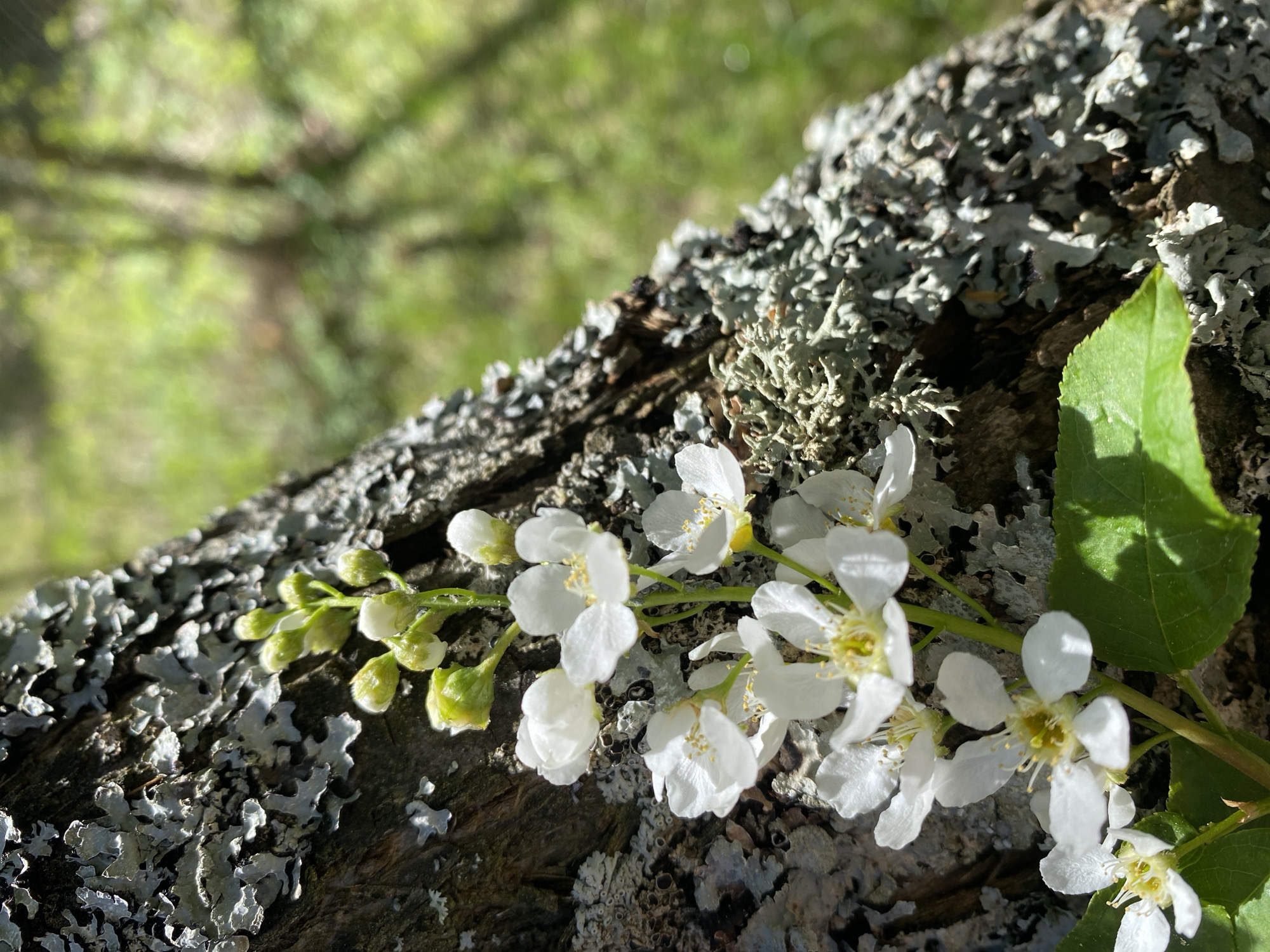 A close-up captures a branch of bird cherry (Prunus padus) in bloom, its white flowers and budding green tips resting on a lichen-covered tree branch. The backdrop features blurred foliage suggesting a forest setting. The location is assumed to be in Прикамский, Russia, based on user prompt.
