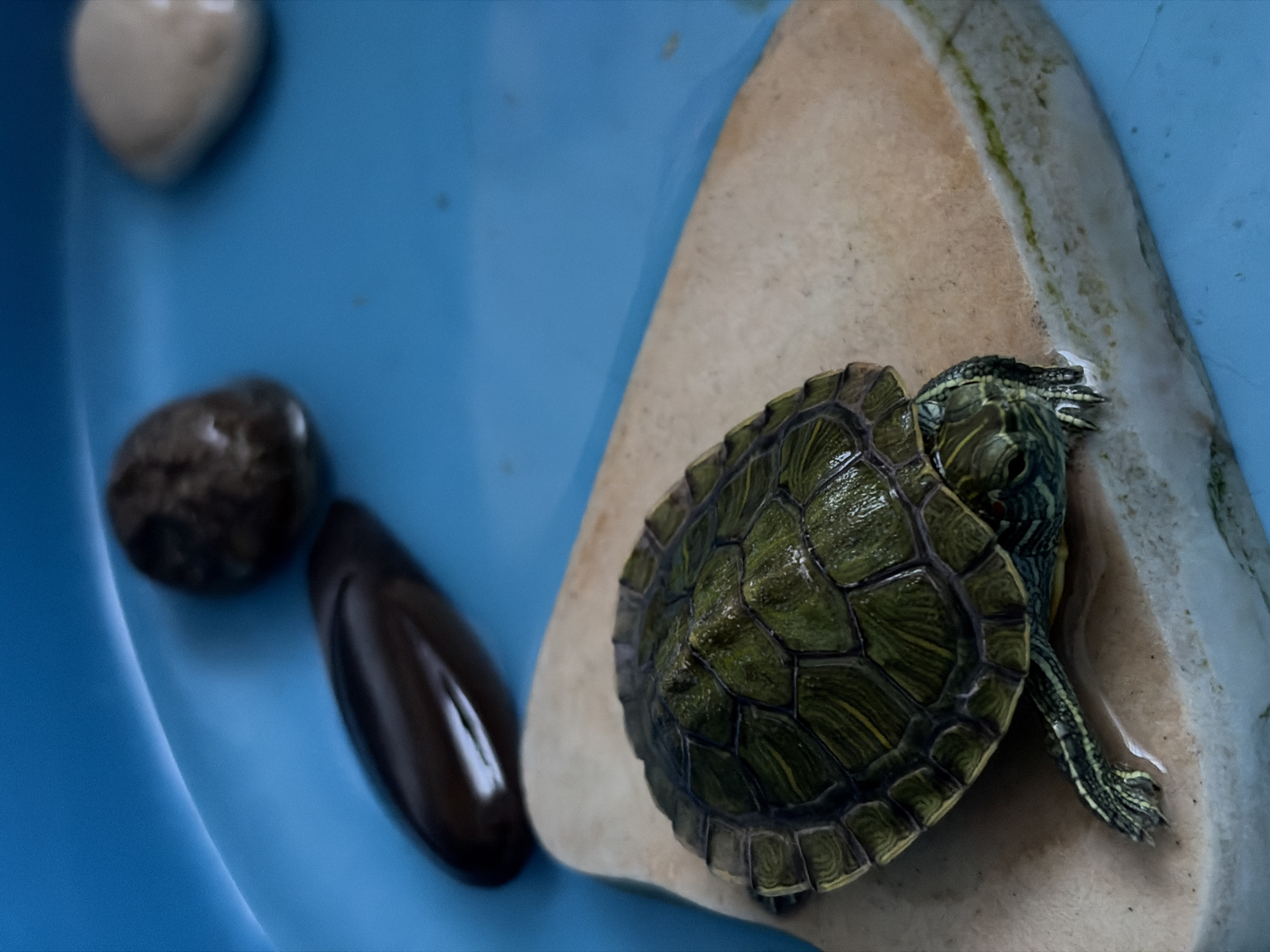 A red-eared slider turtle is perched on a rock in a blue plastic container. Three pebbles are submerged in the blue water. The scene is indoors. Location information is absent from the image.