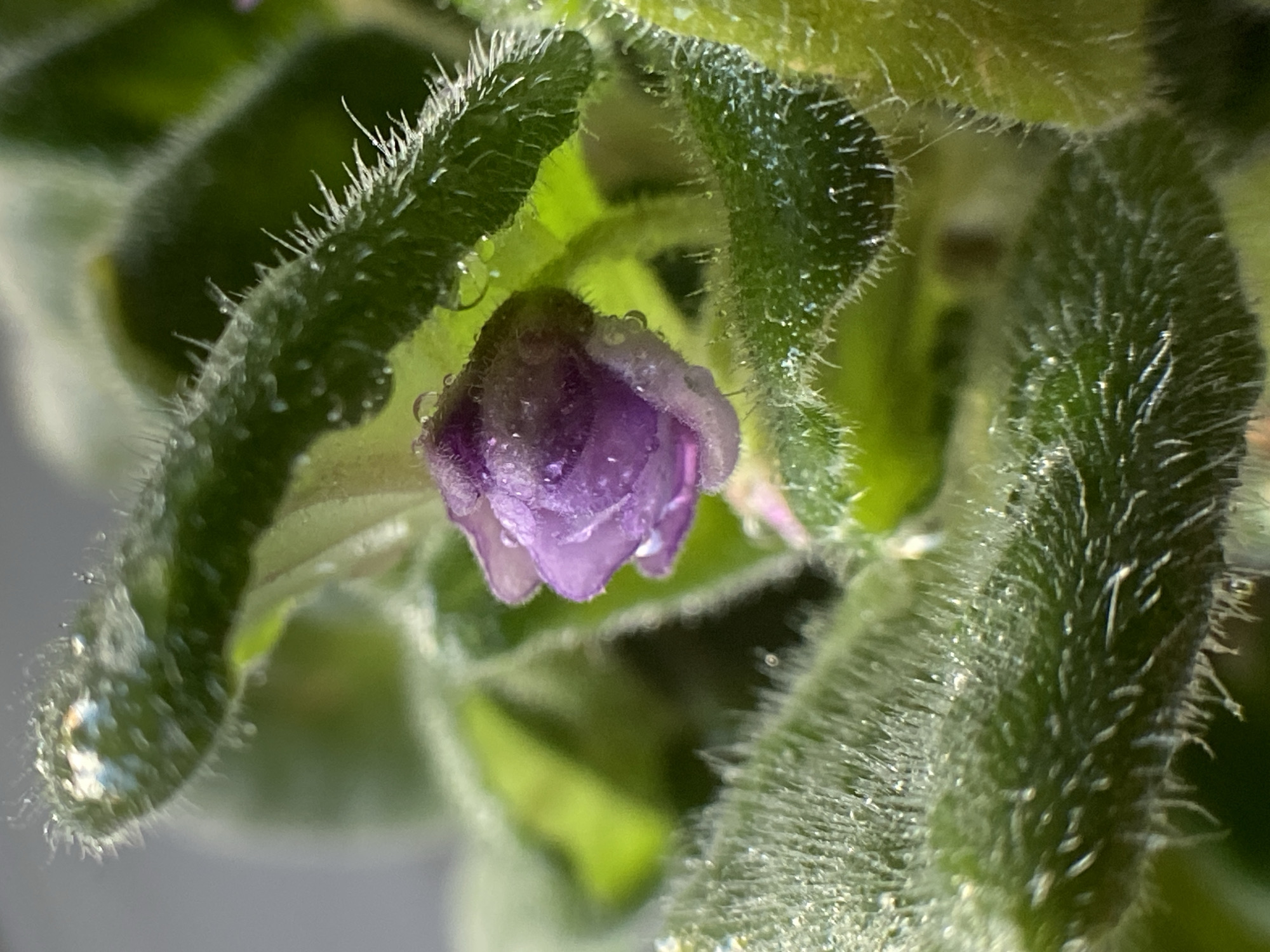A close-up, macro shot focuses on a single, unopened purple flower bud of an African violet plant. The bud is partially enclosed by fuzzy, green leaves that are covered in fine white hairs and tiny water droplets. The light catches the dew drops, creating small glints and highlights. The background is softly blurred, showing more green foliage and a hint of a lighter, out-of-focus area that could be the sky or a wall. The image captures the delicate texture of the plant and the fresh, dewy appearance of the bud. The location is not visible in the image.