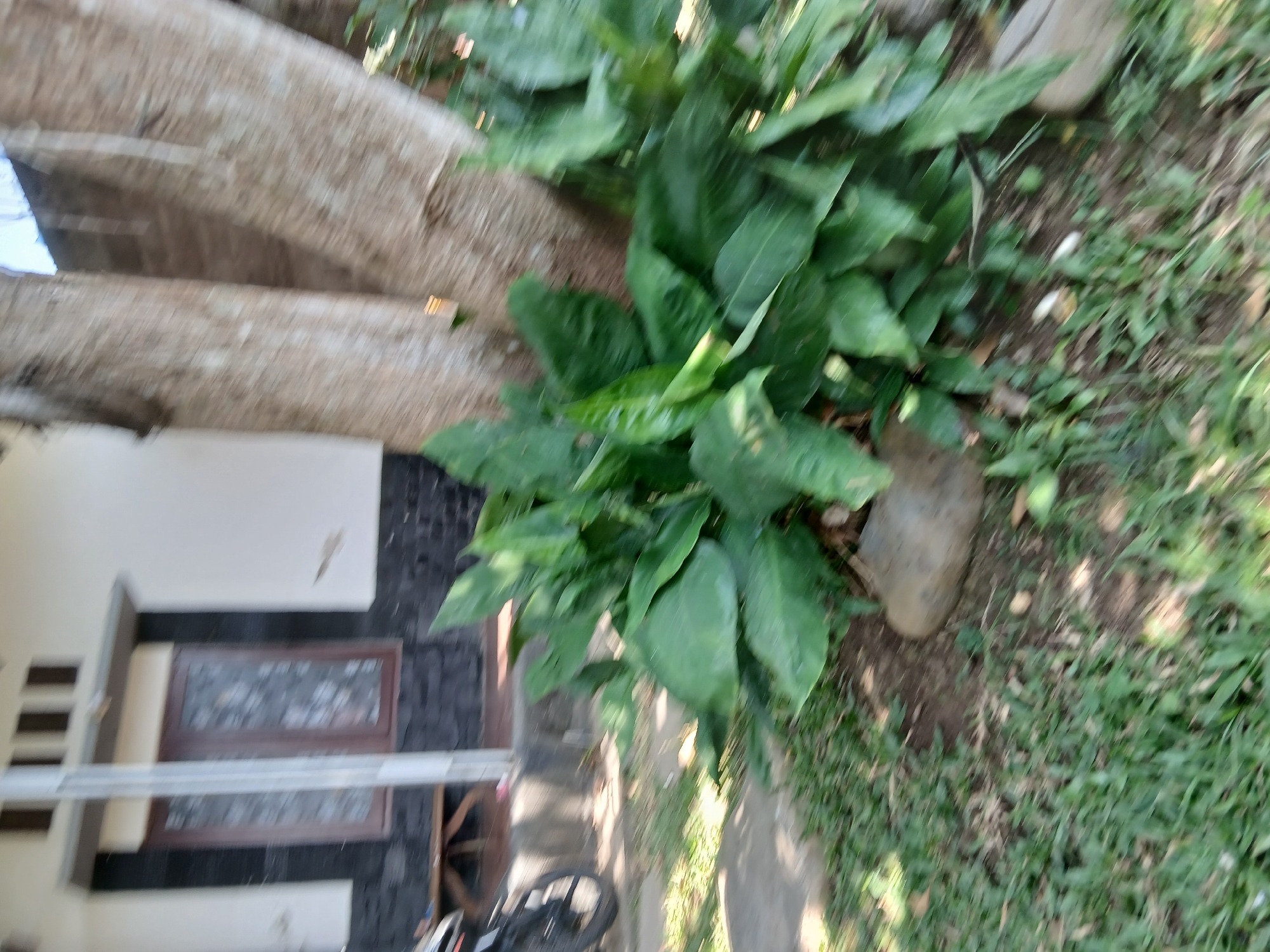 A house with a brown window and dark stone foundation is partially visible in the background. In the foreground, a large tree with light-colored bark dominates the center of the image, with large green leaves growing at its base. A motorcycle wheel is visible on the left side. The scene appears to be outdoors, with grass and dirt covering the ground. The image is slightly blurred, suggesting it was taken with a moving camera.